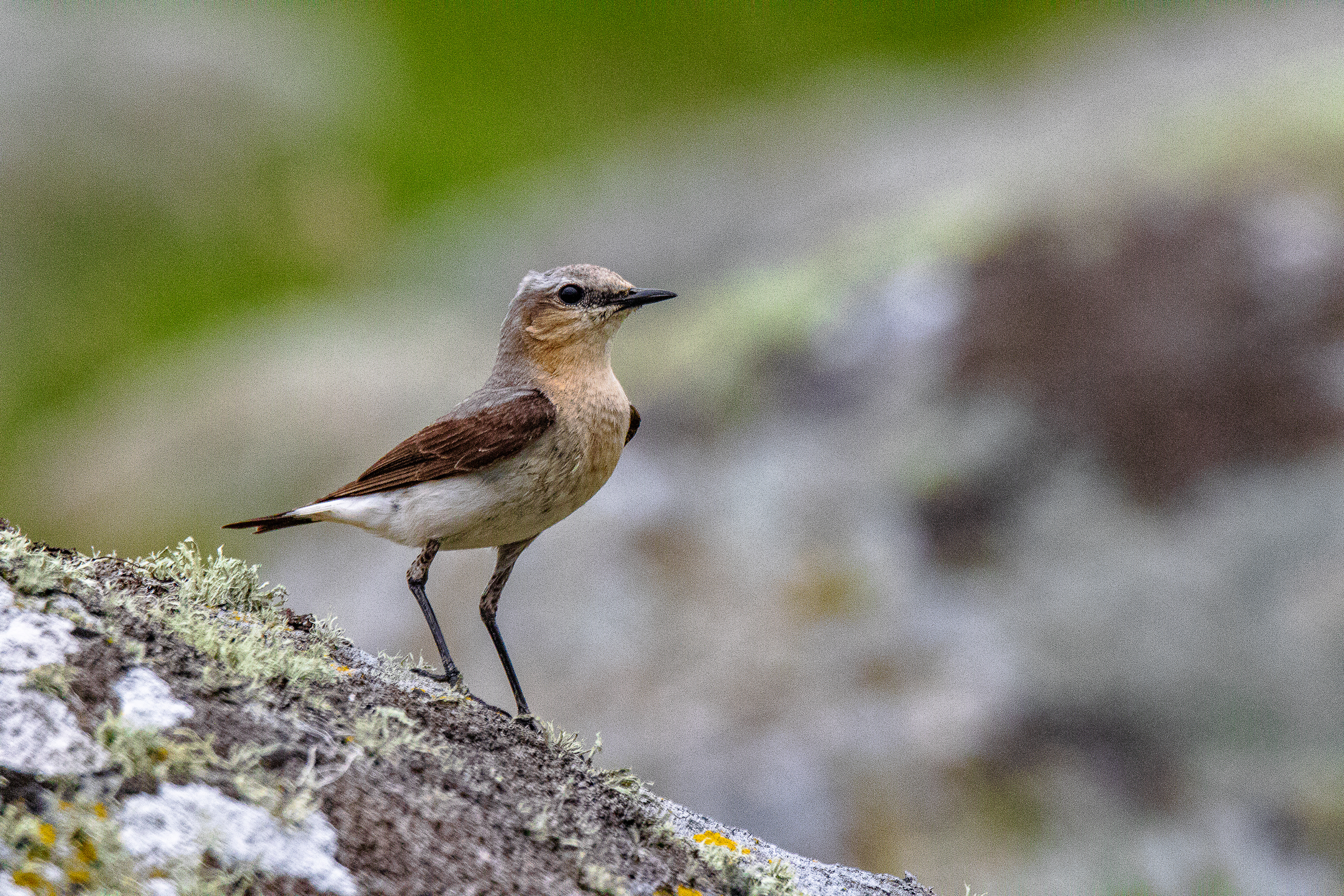 Northern wheatear (female)