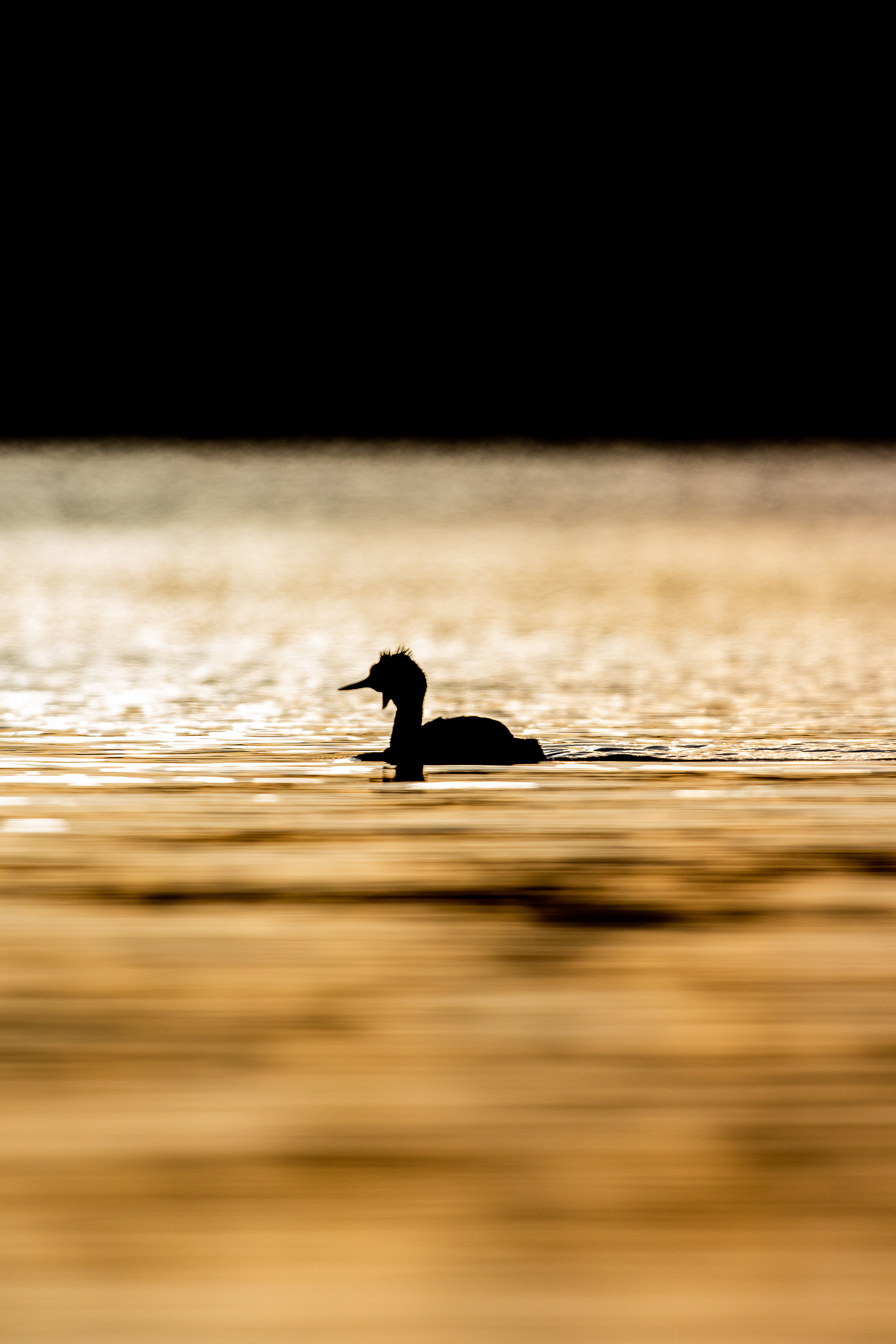 Great crested grebe