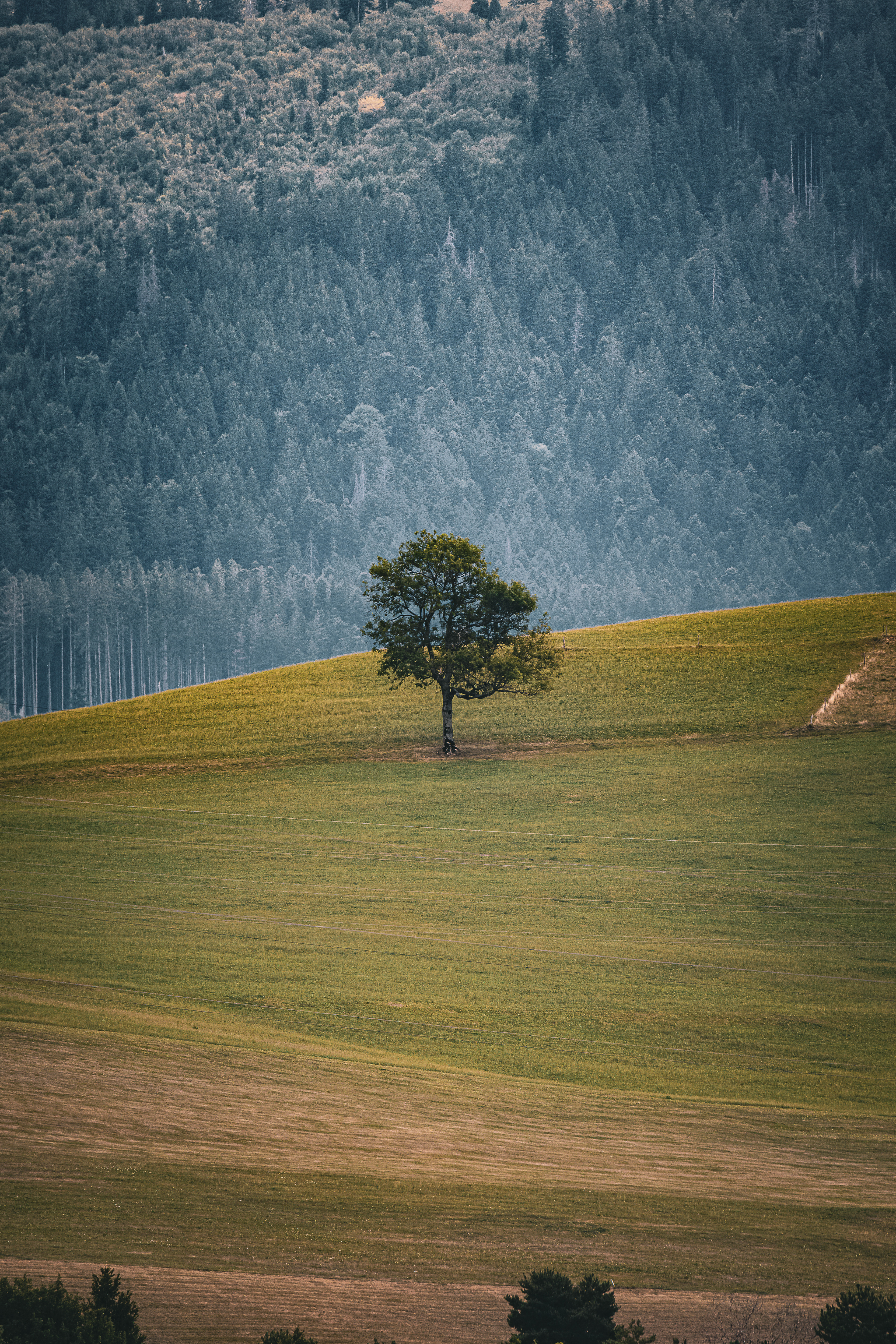 Lac de la Gruyère,
