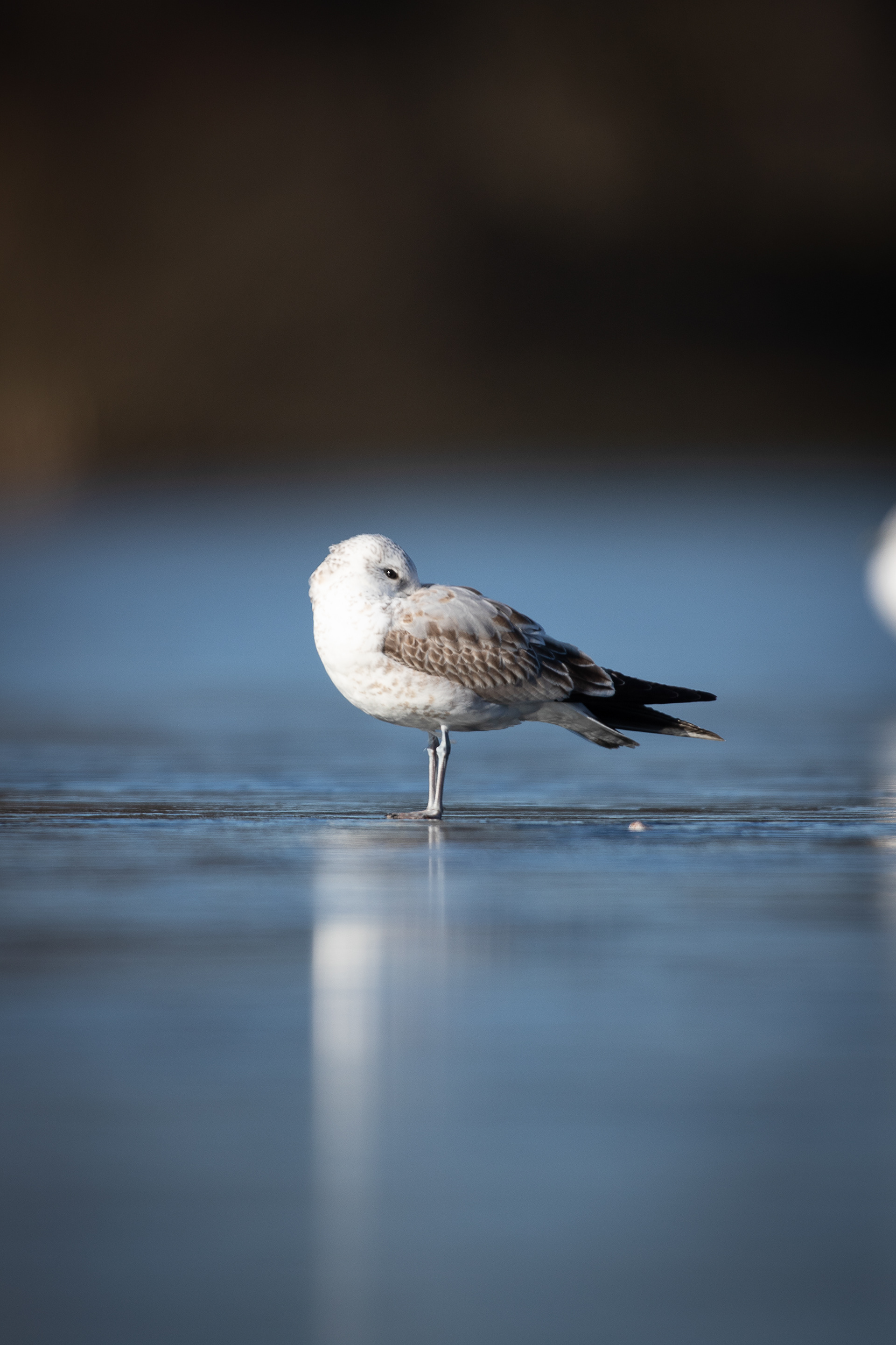 Common gull (young)