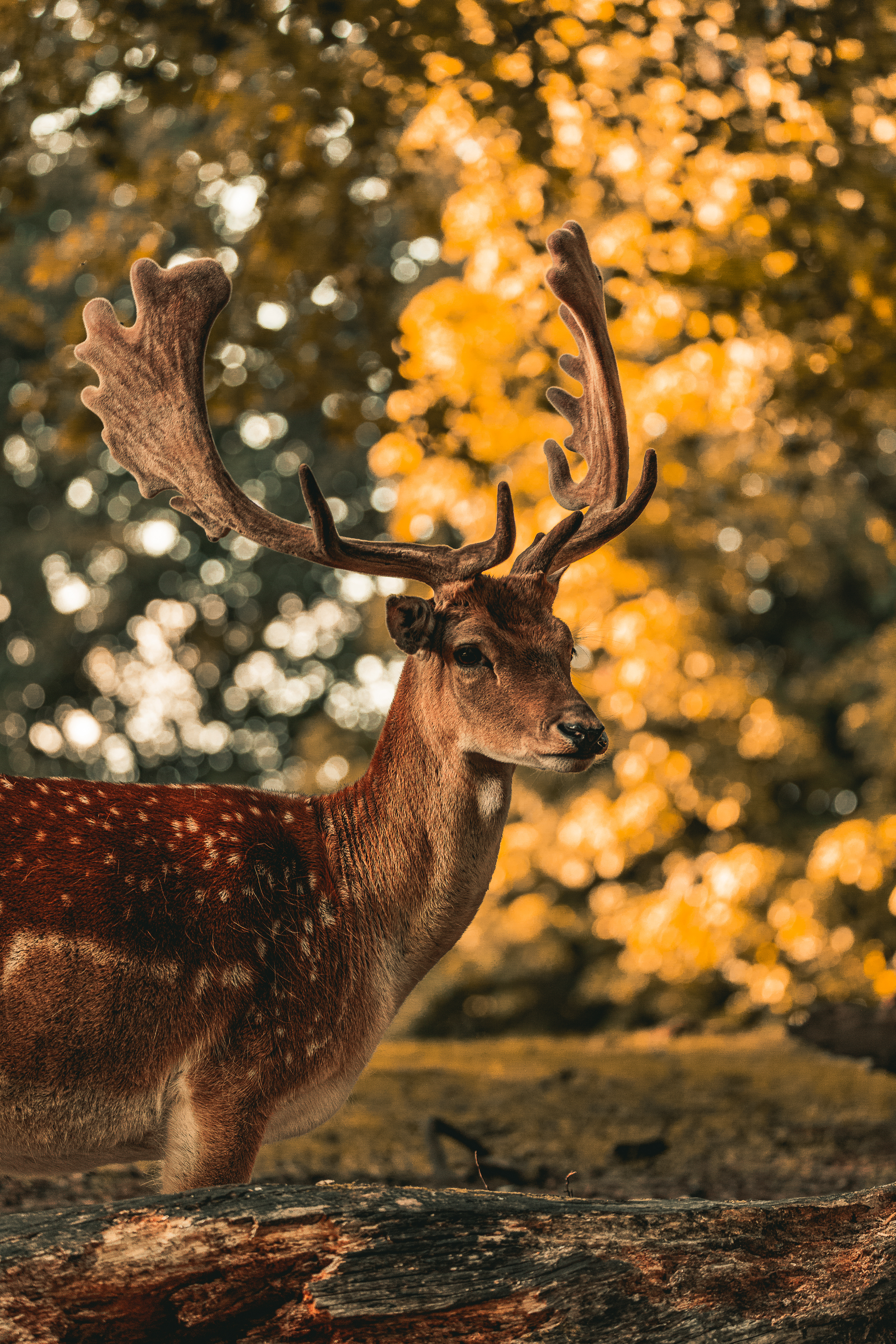 Fallow deer (Buck)