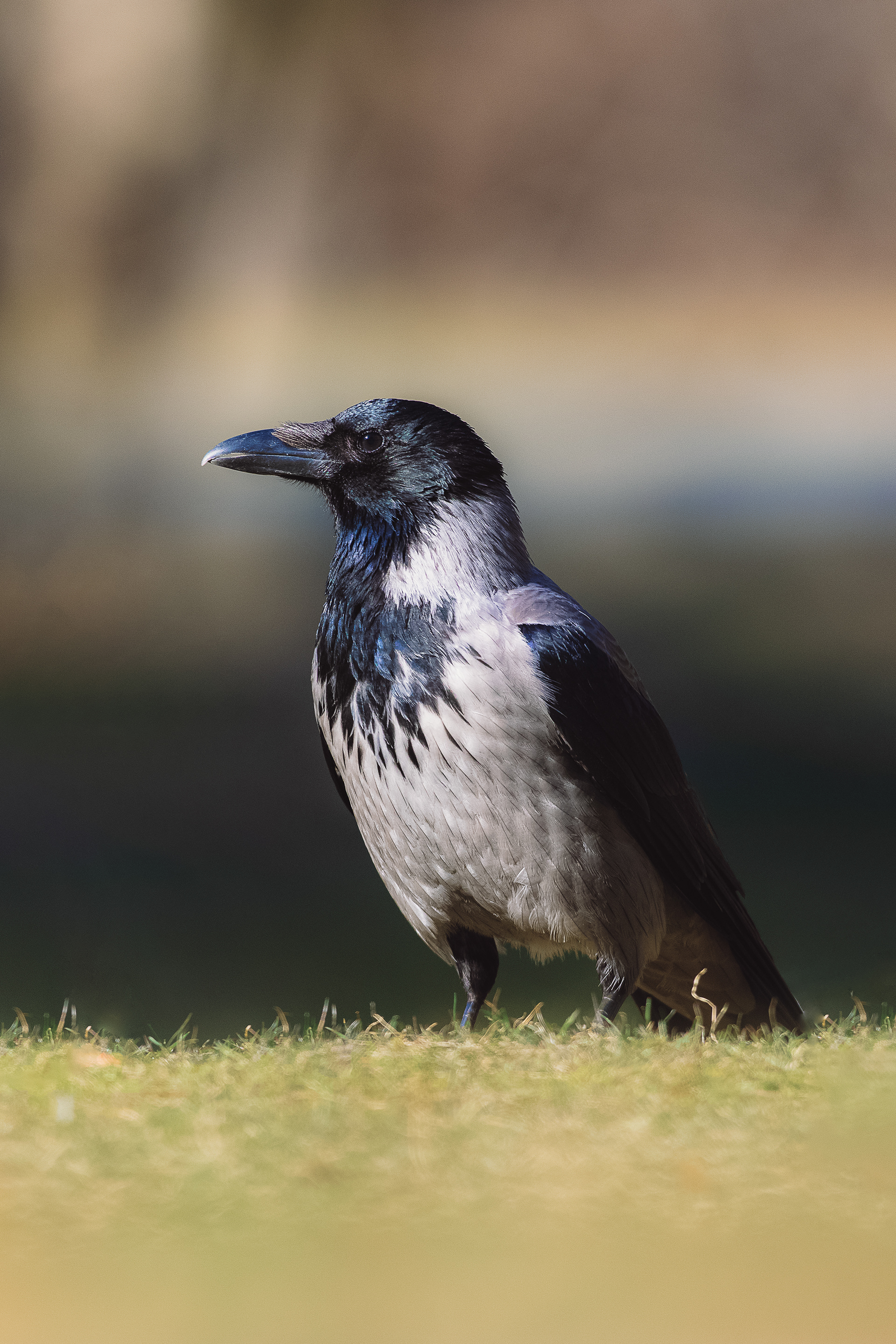 Hooded crow