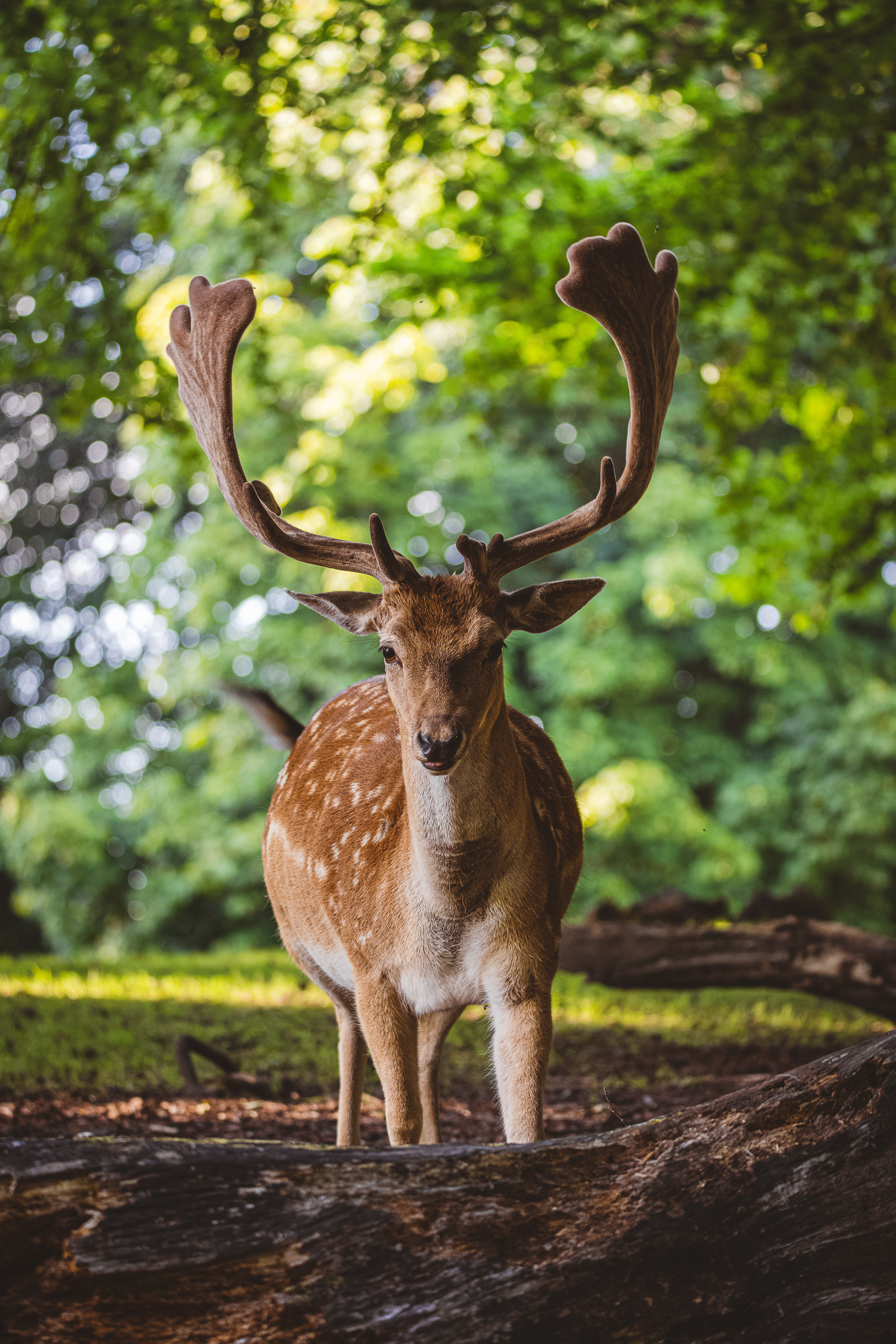 Fallow deer (Buck)