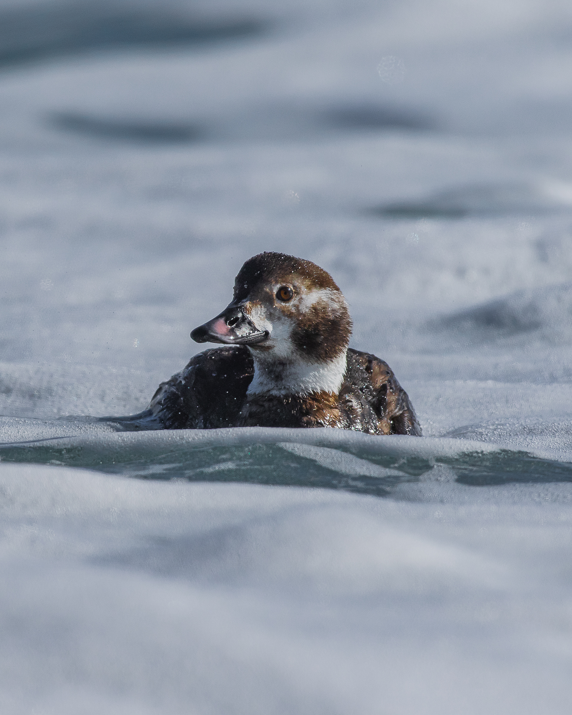 Long-tailed duck (young)