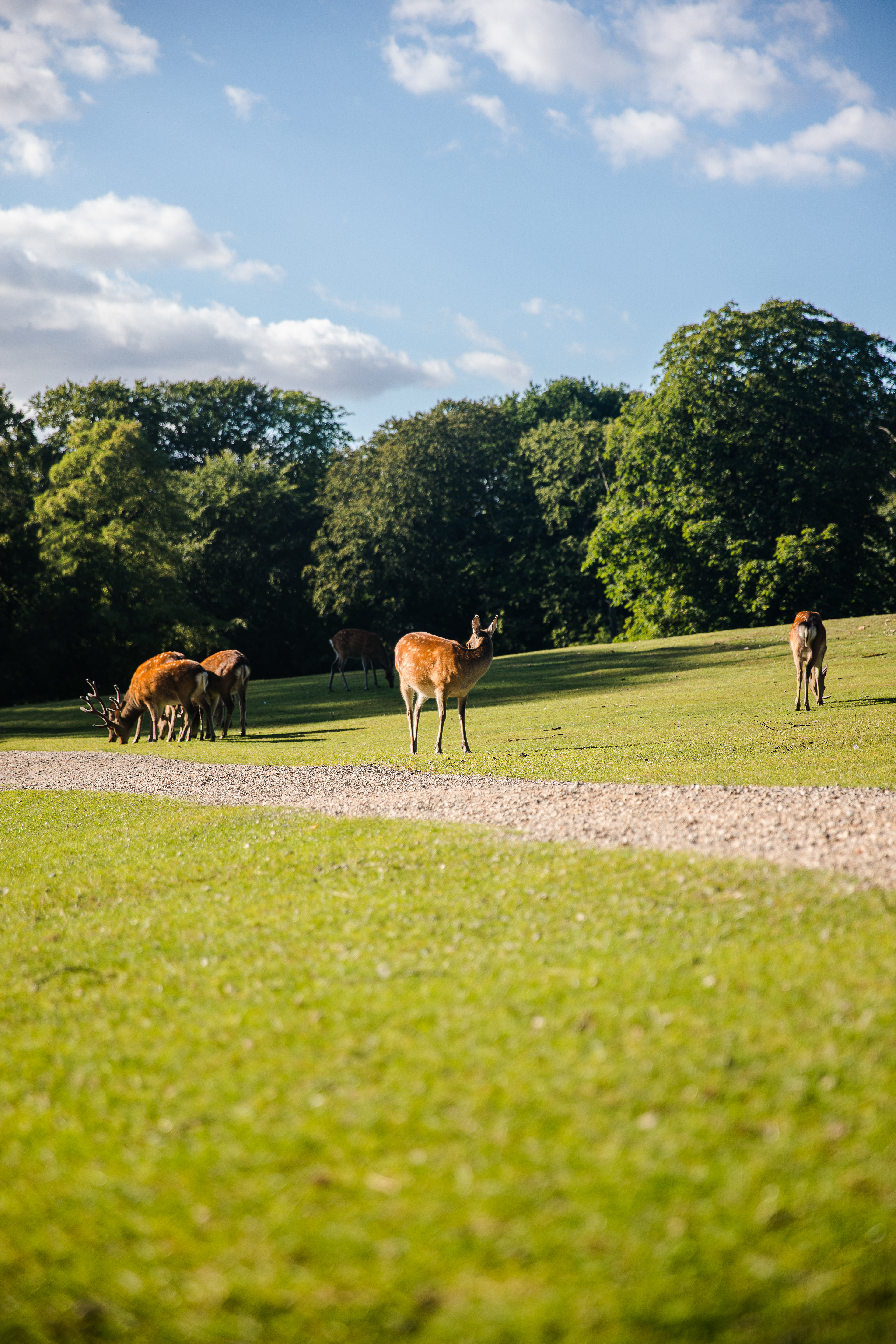 Sika deer