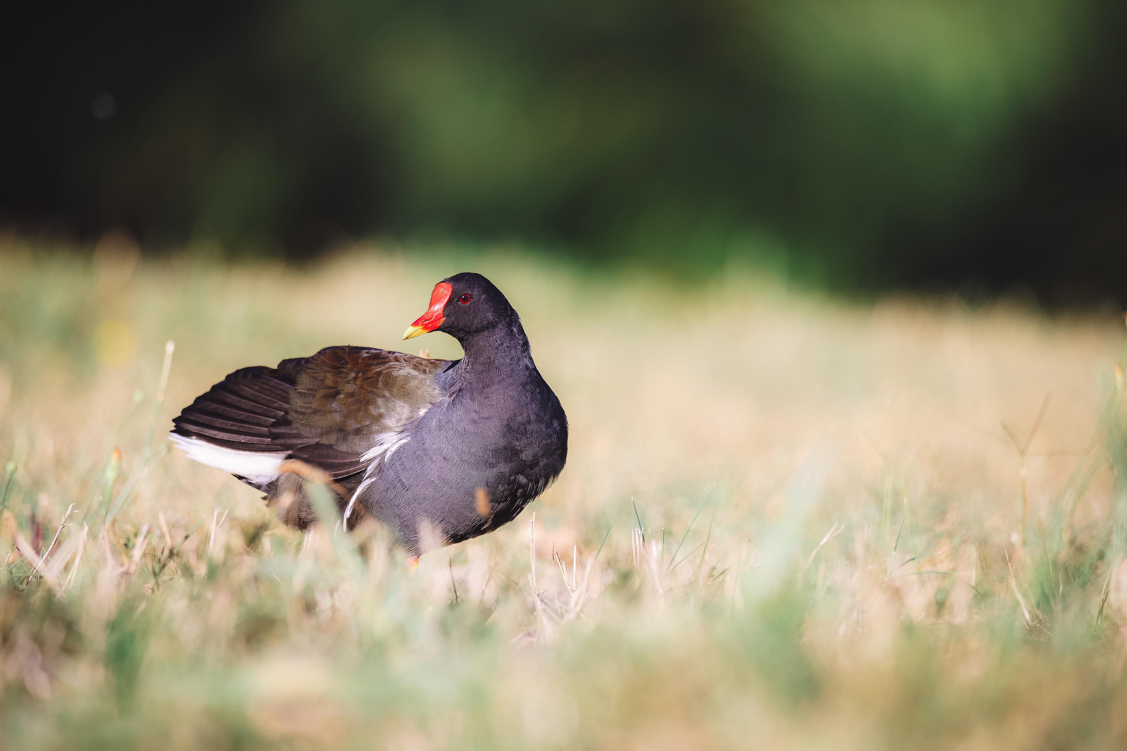 Common moorhen