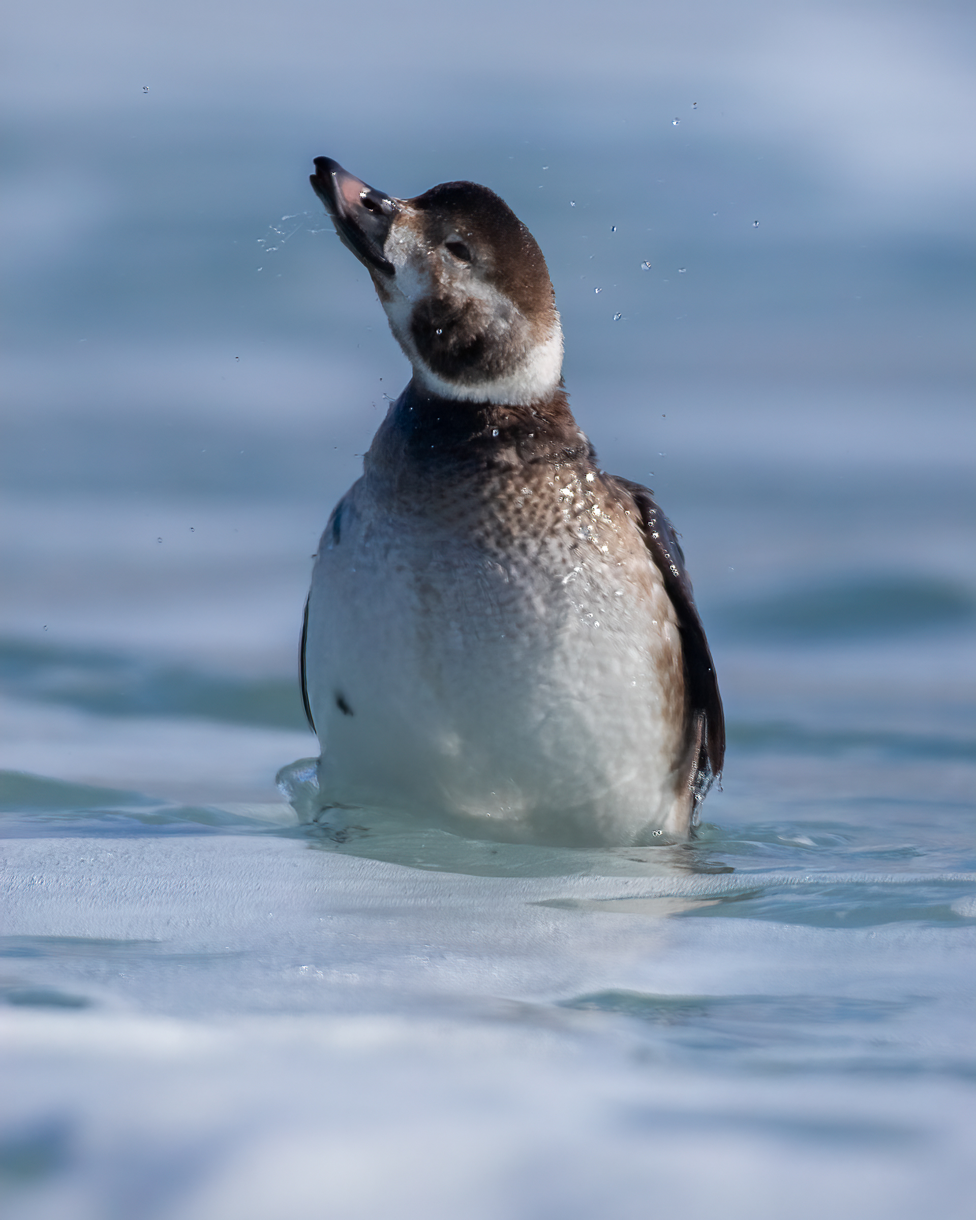 Long-tailed duck (young)