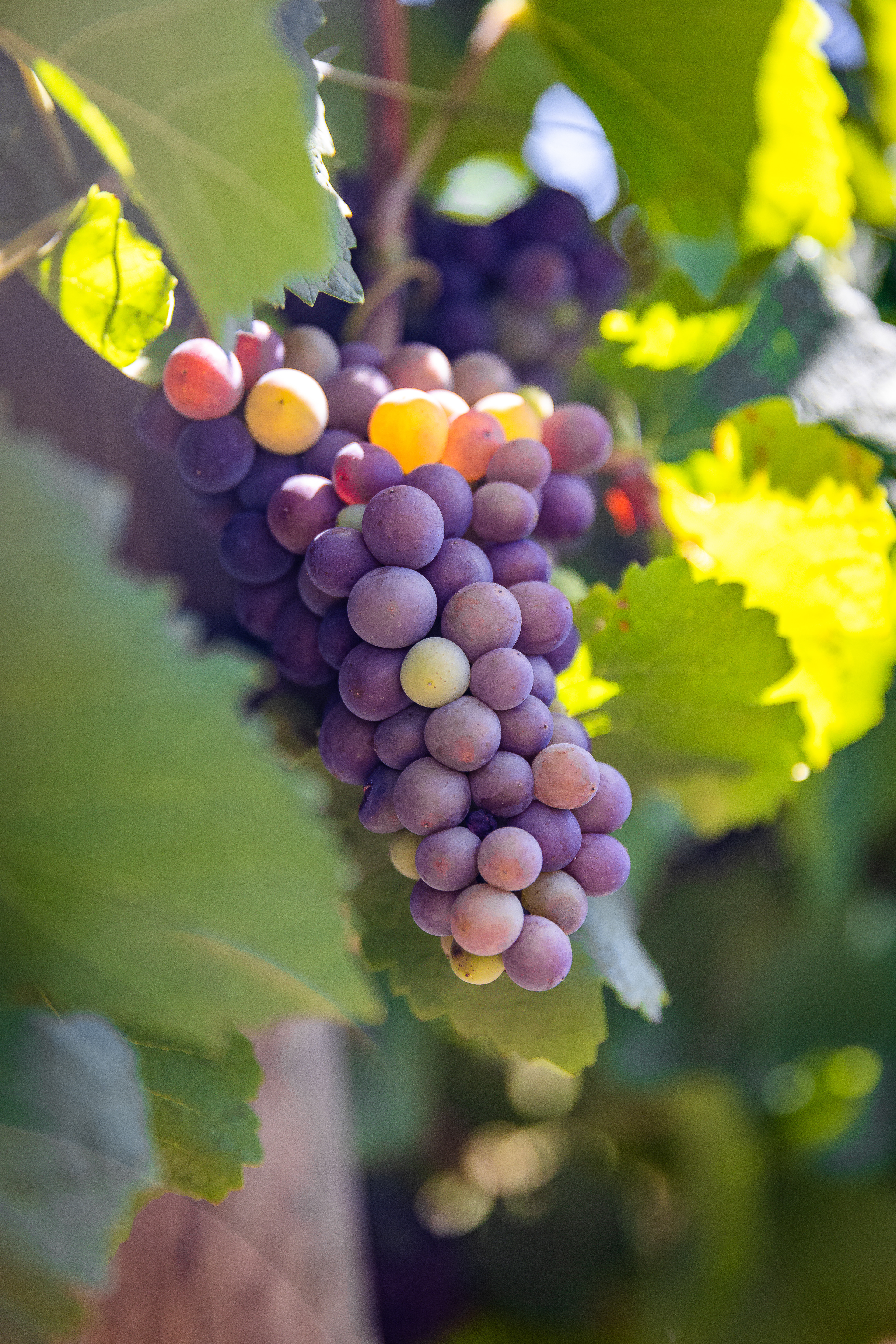 Grapes from Alsace vineyards