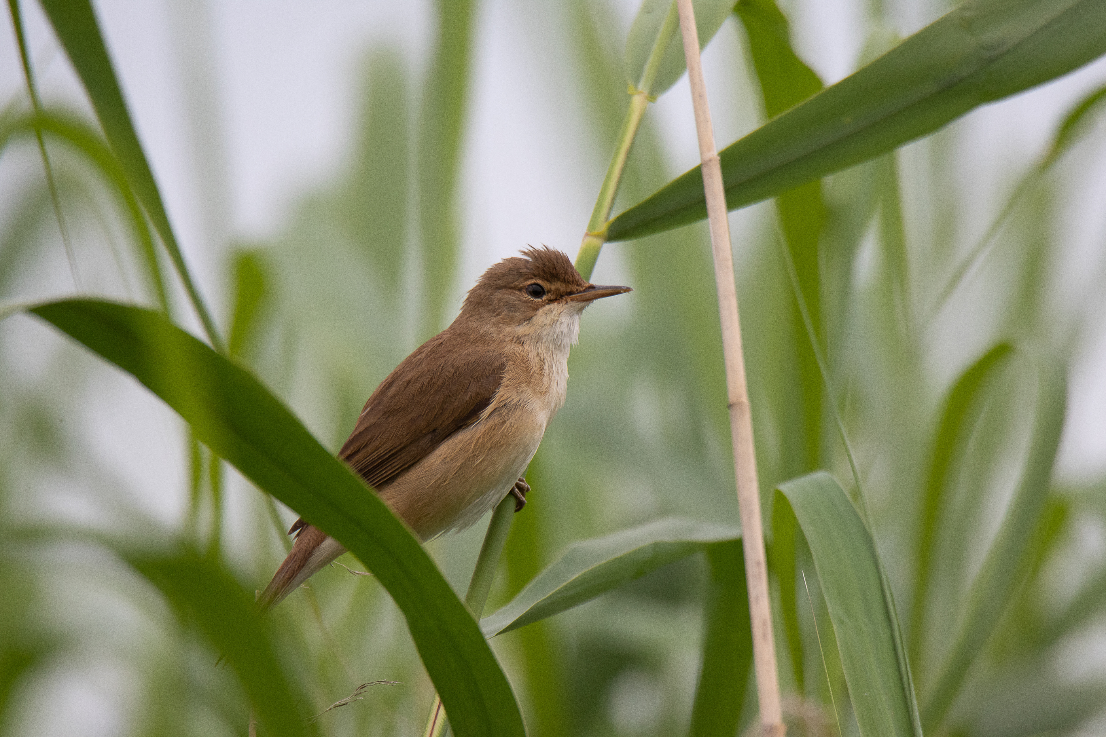 Eurasian reed warbler