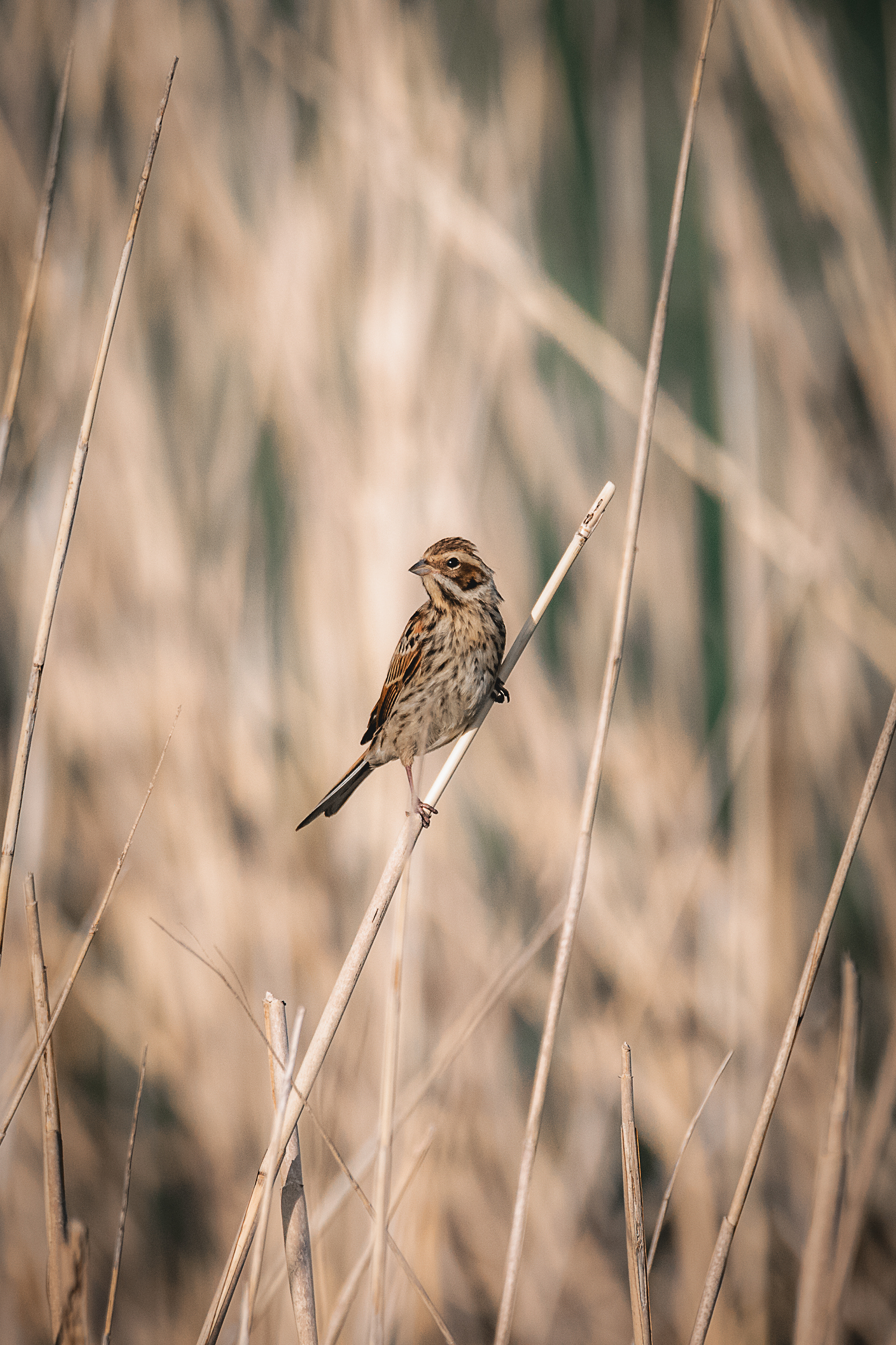 Common reed bunting (female)