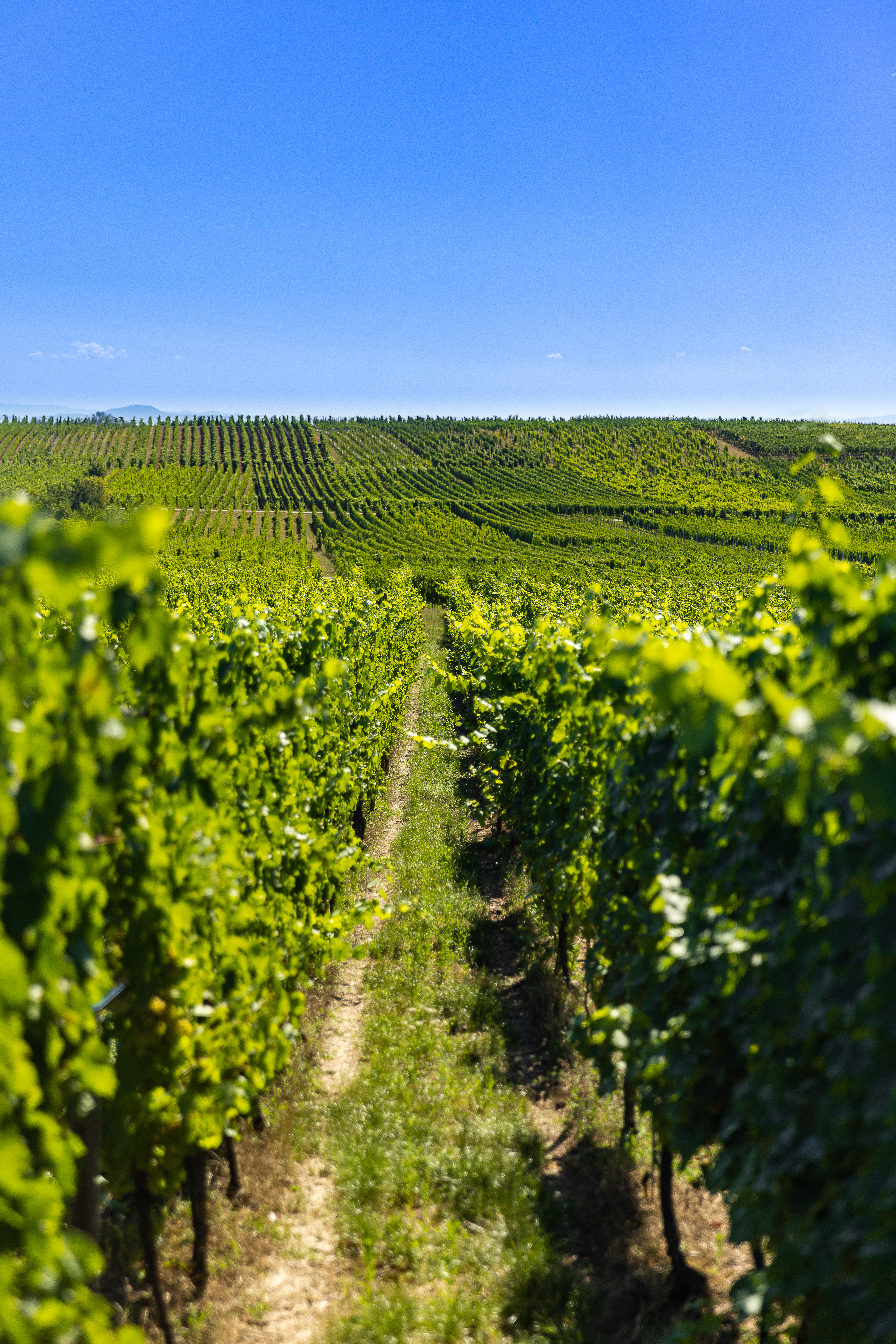 Alsace vineyard
