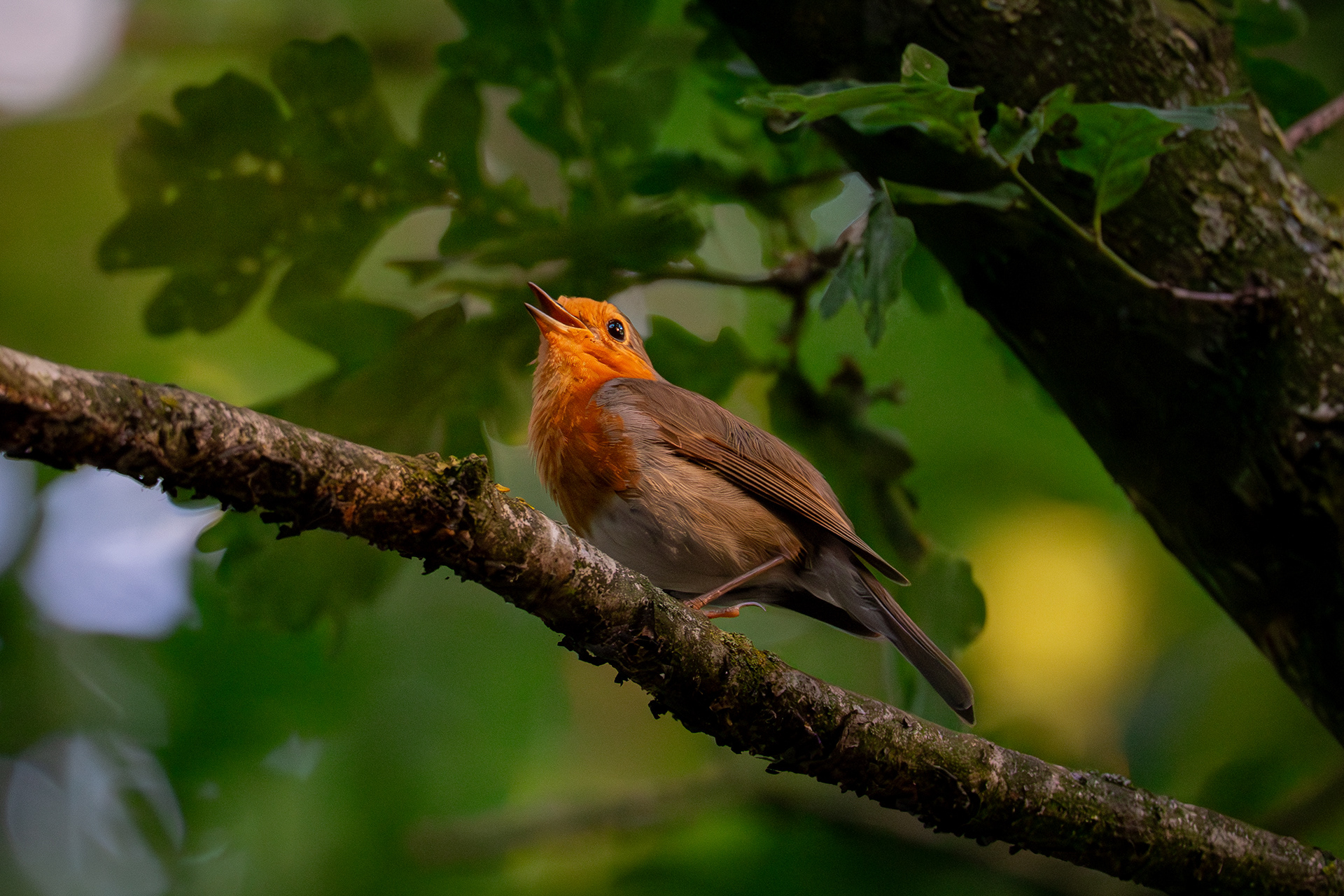 Rotkehlchen am singen