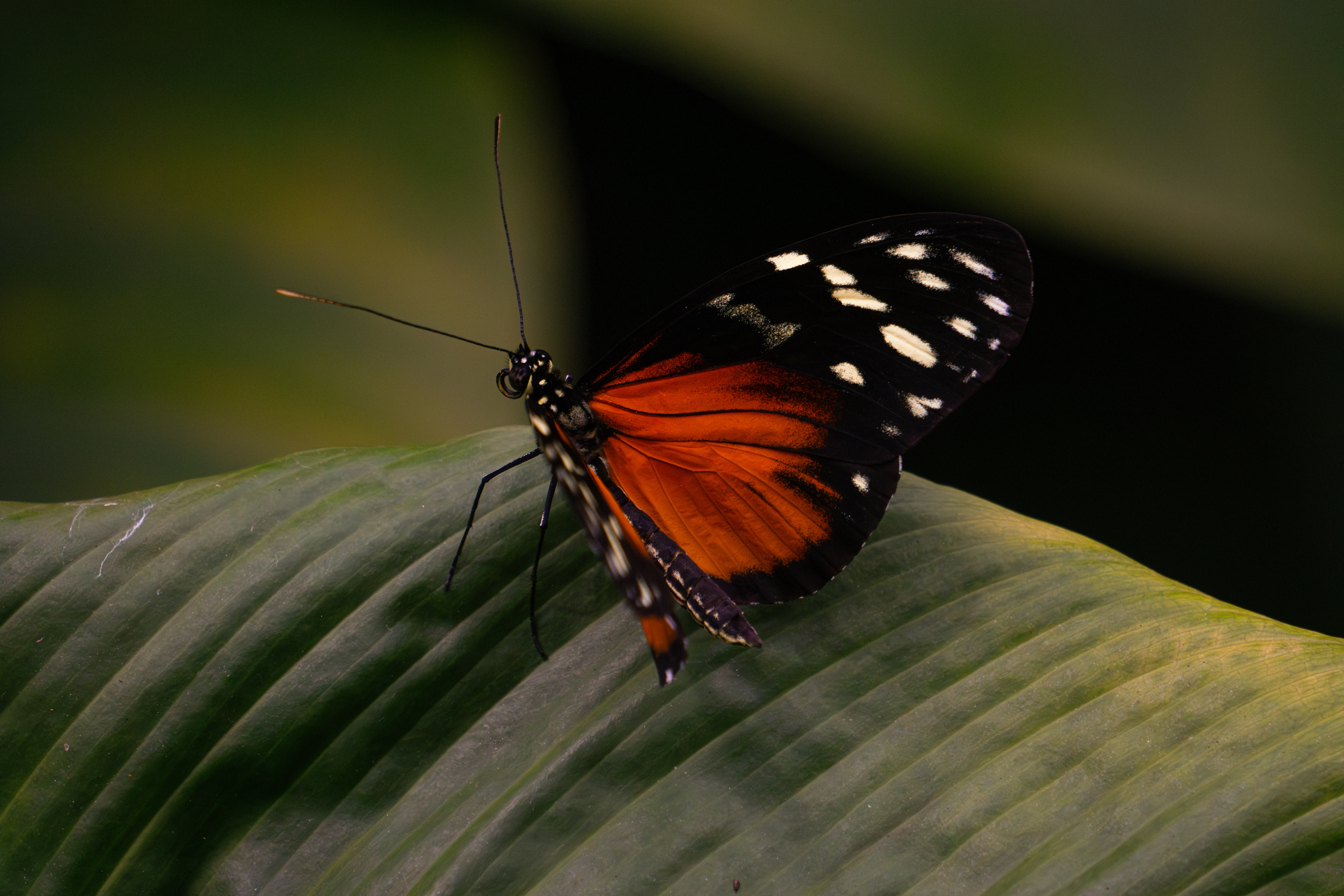 Tiger-Passionsblumenfalter im Schmetterlingshaus