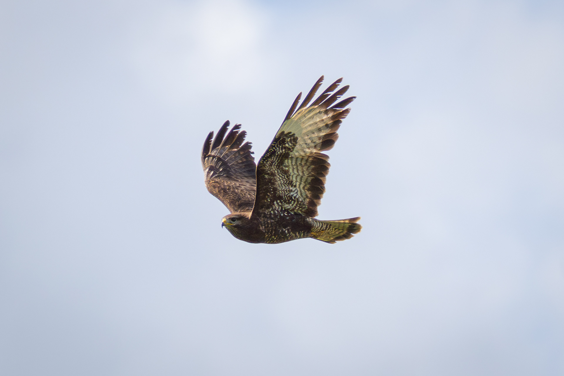 Mäusebussard im Überflug