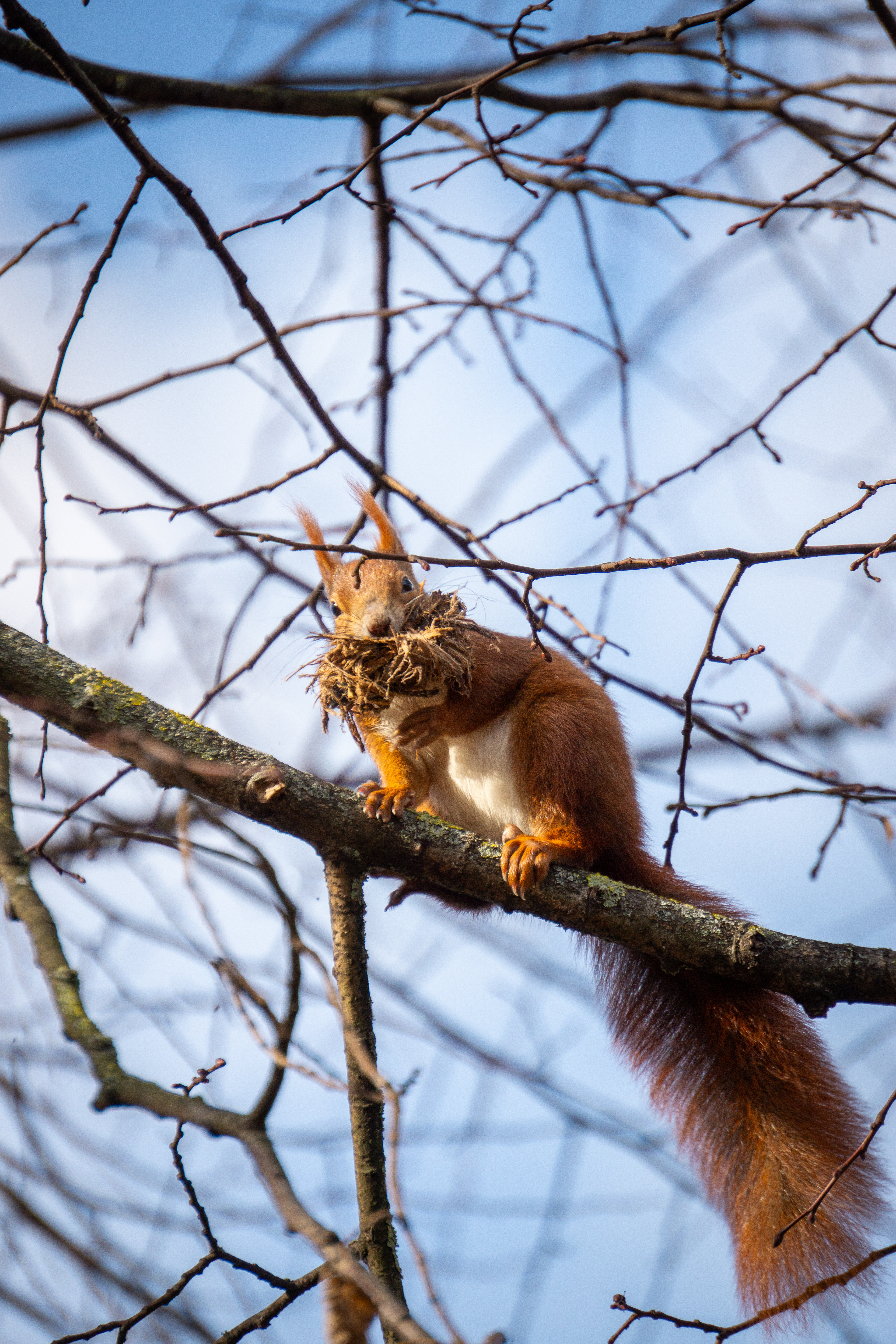Eichhörnchen auf Futtersuche