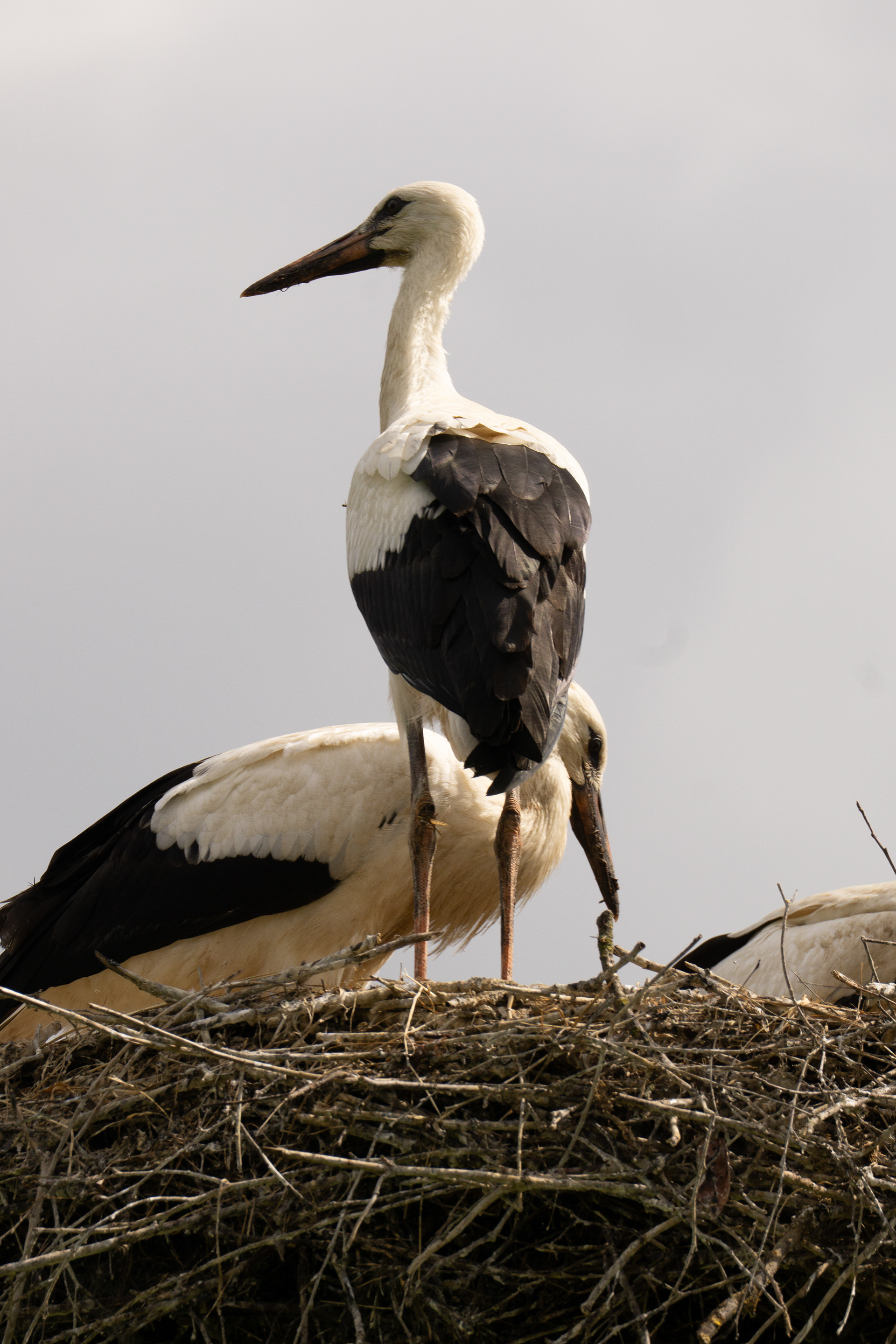 Weißstorch Familie im Horst