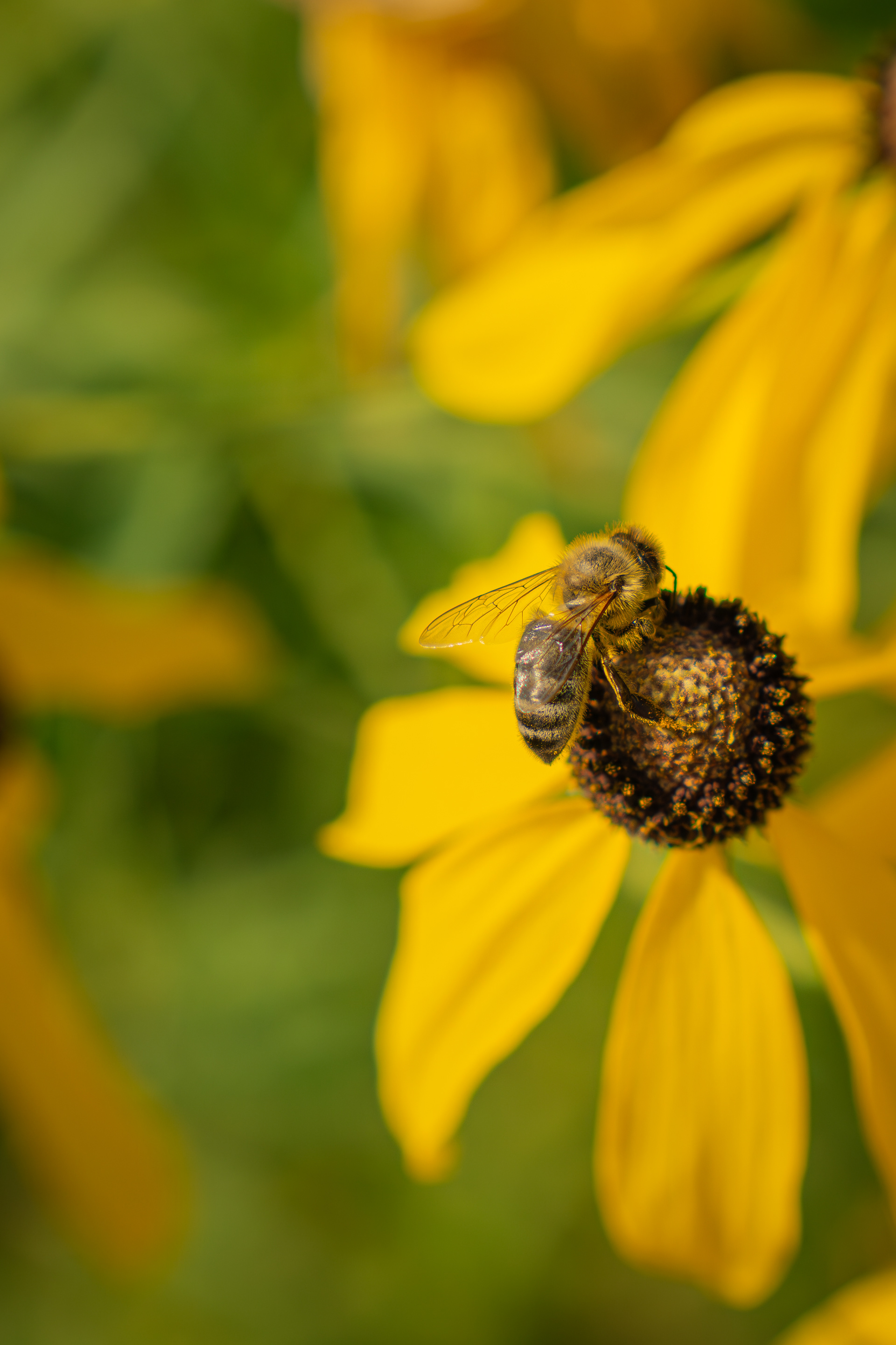 Biene am bestäuben einer Blume