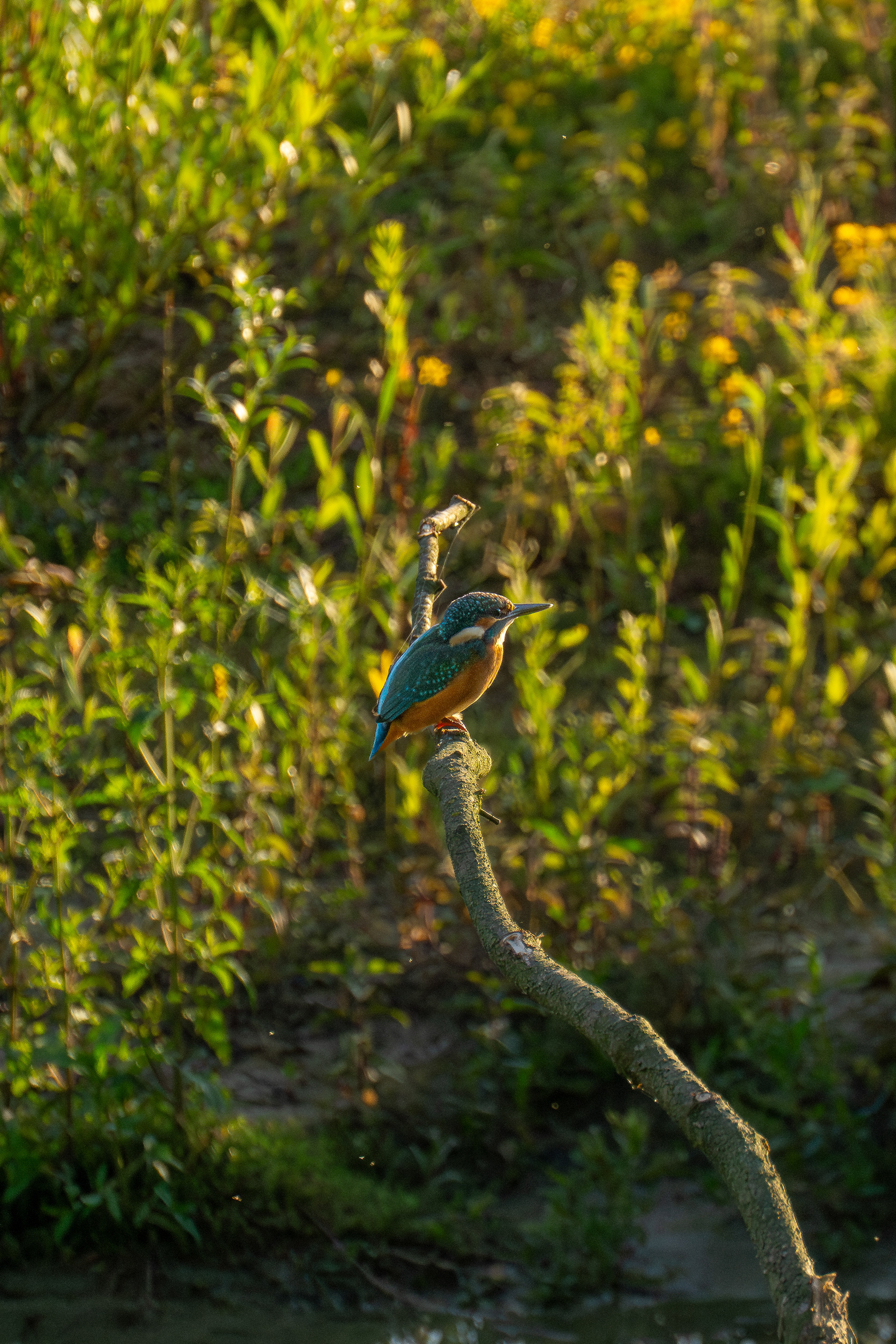 Eisvogel in der Abendsonne