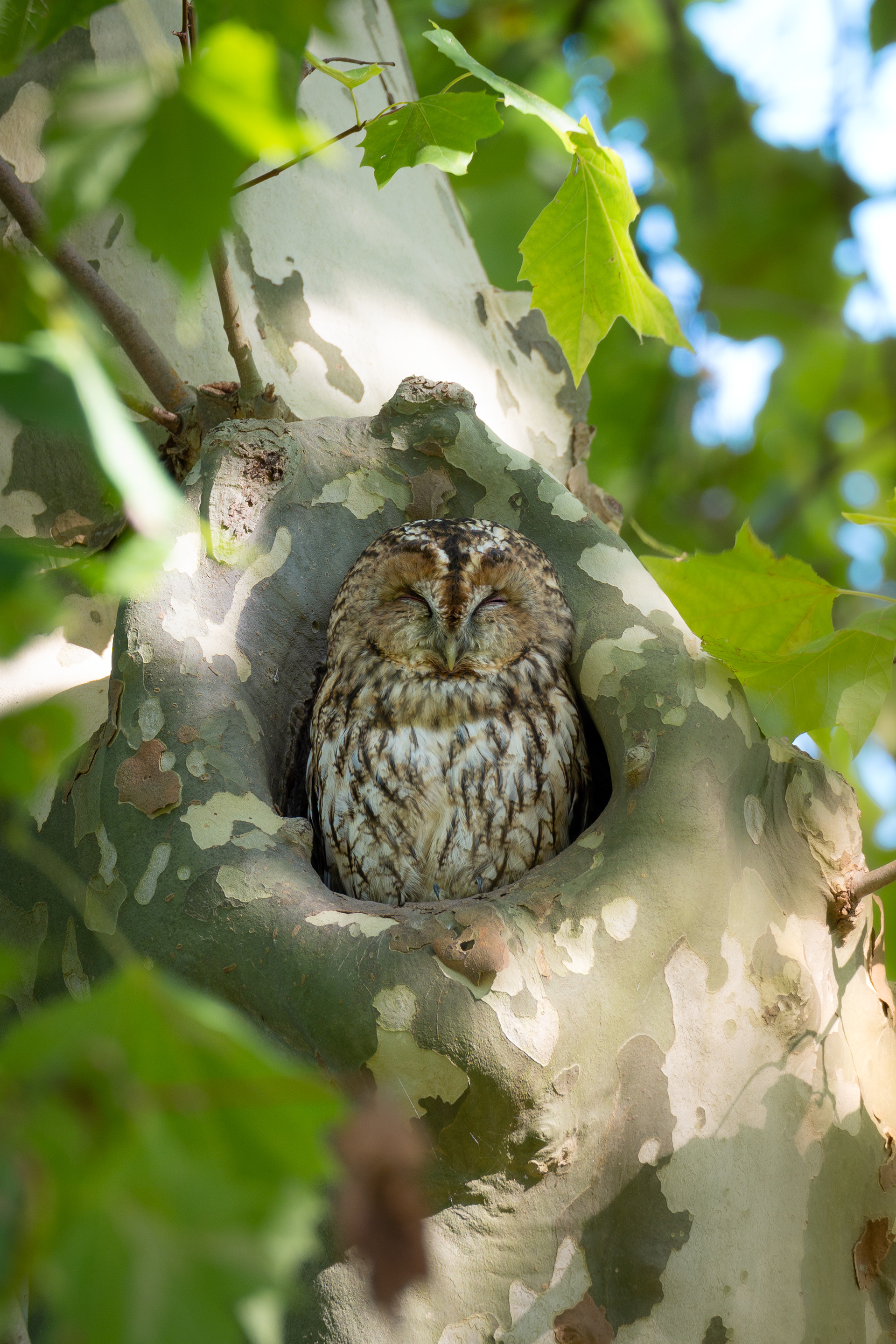 Waldkauz in seinem Tageseinstand