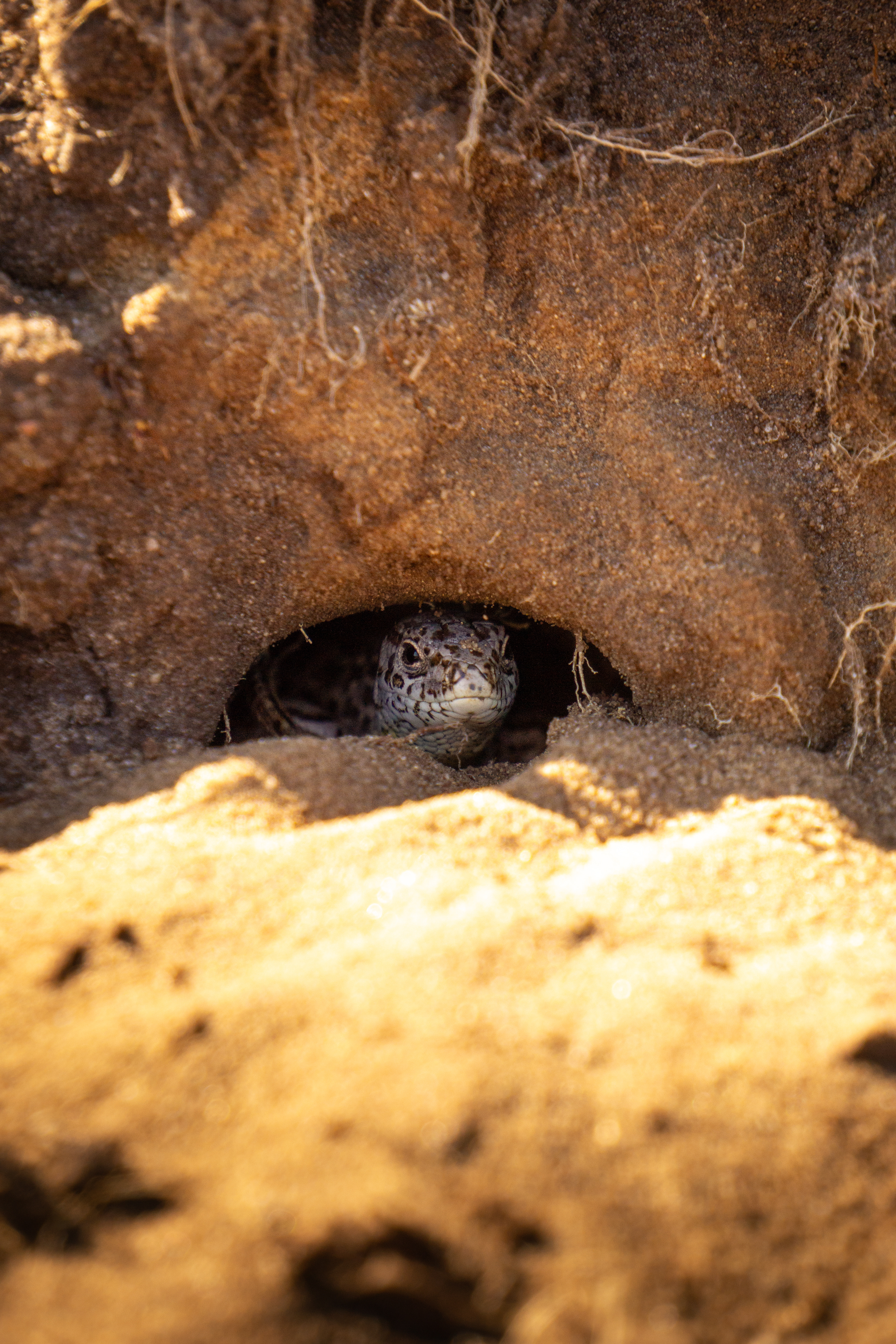 Zauneidechse in seiner Höhle