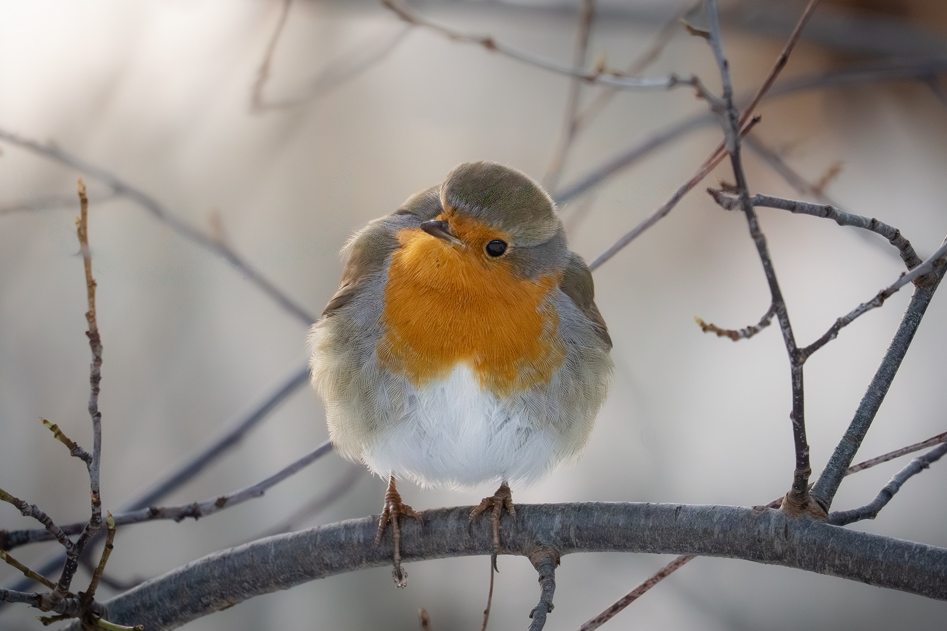 Rotkehlchen an frostigen Tag