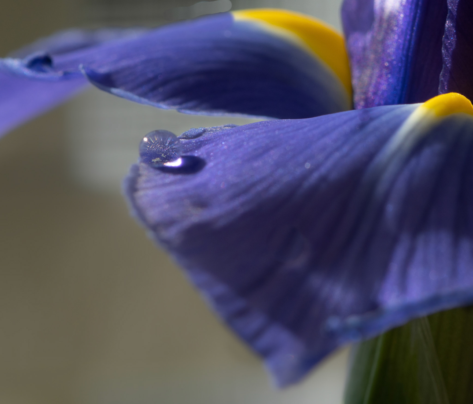 Drop on Iris  - 4-1-22 LST Special Recognition