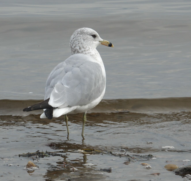 Ring-billed Gull