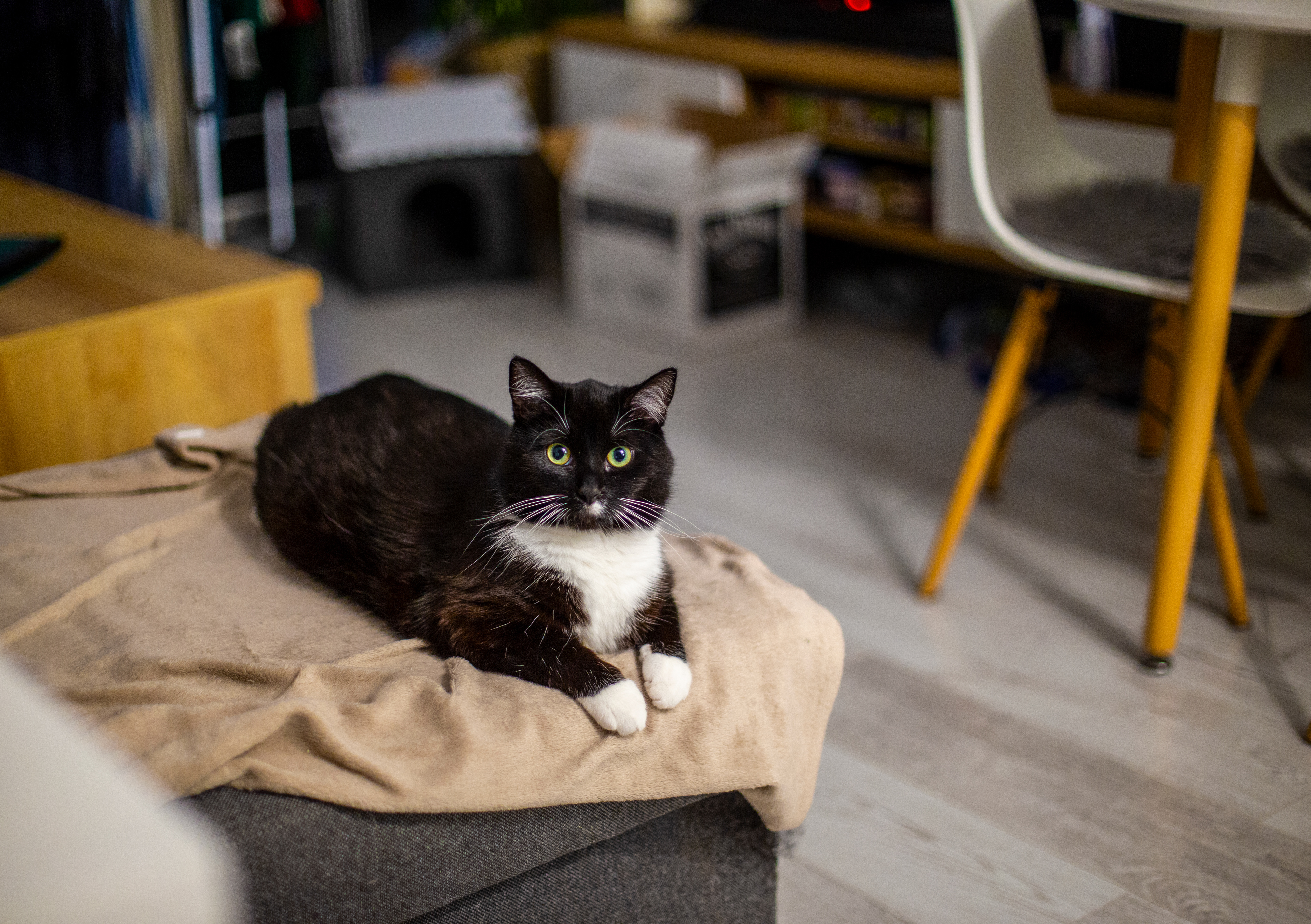 30.05.2023 50 mm ISO: 1000 F/1.4 1/50s