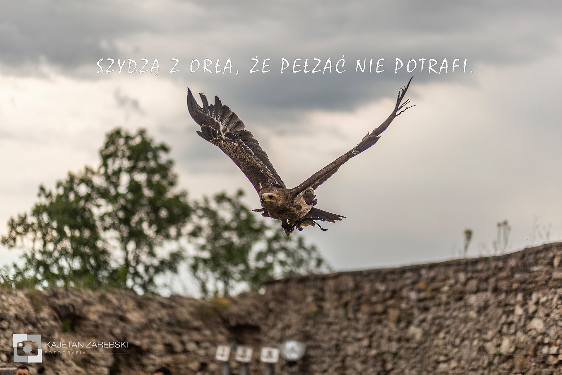 08.06.2023 "Szydzą z orła, że pełzać nie potrafi..." Zdjęcie wykonane podczas pokazów sokolników na Zamku Lubovla. 85mm F/1.8 ISO:100 1/320s