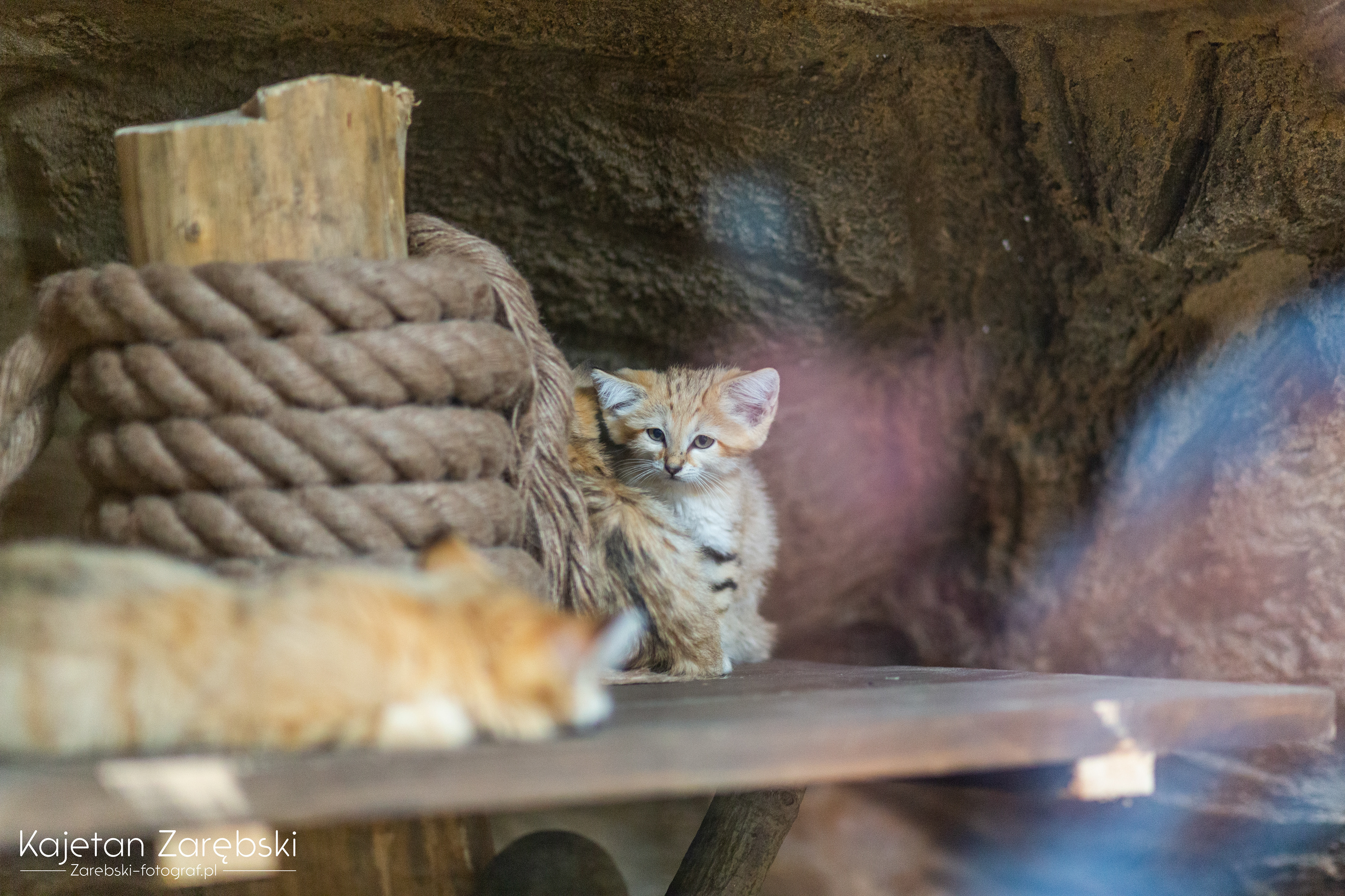 Kolejne zdjęcie z Gdańskiego ZOO, tym razem kot pustynny... a właściwie to kocię pustynne 🙂