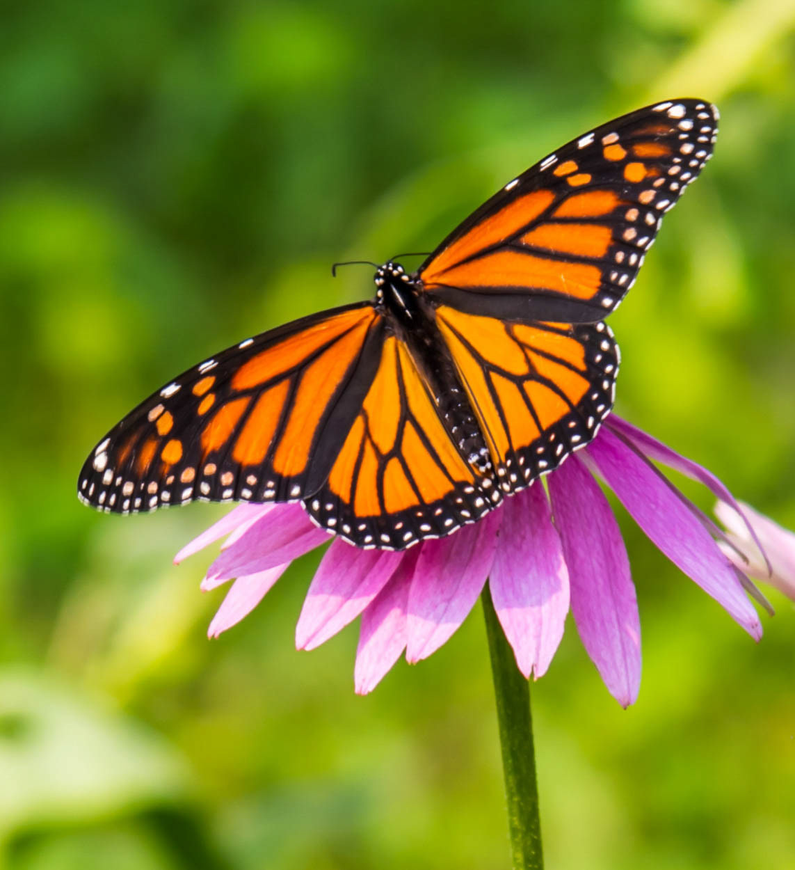 Monarch On Purple Coneflower