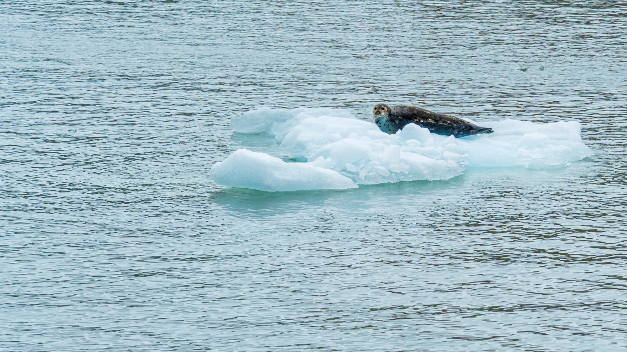 Harbor Seal At Tracy Arm Fjord - Alaska