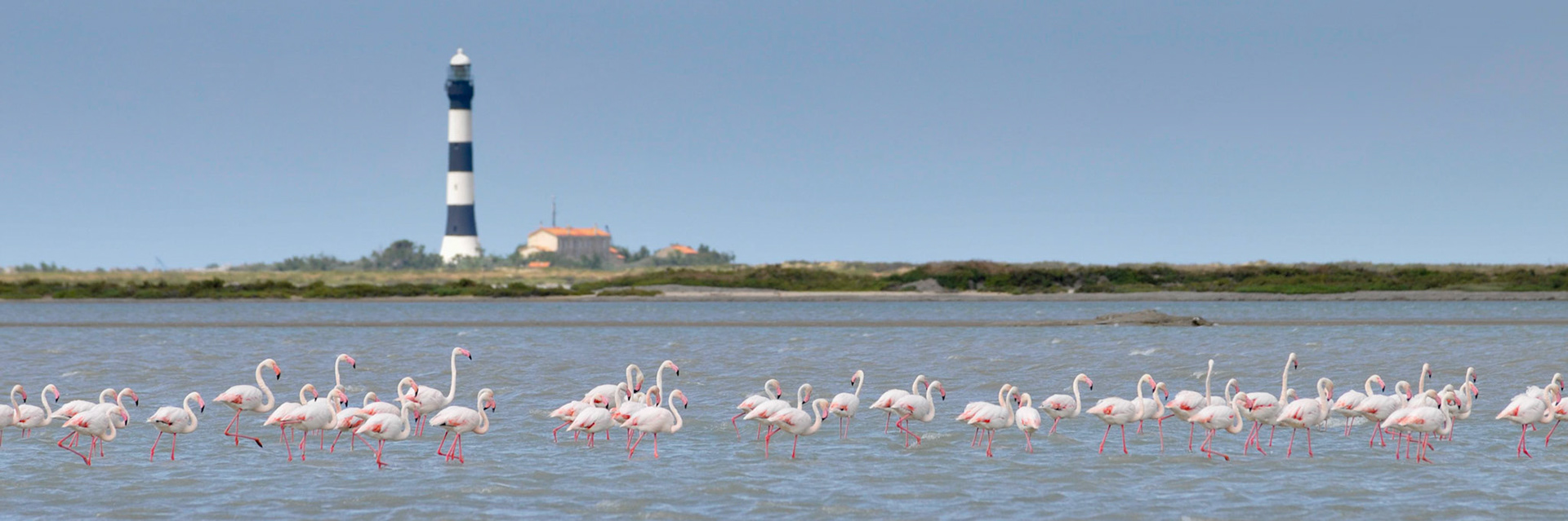 Carmargue