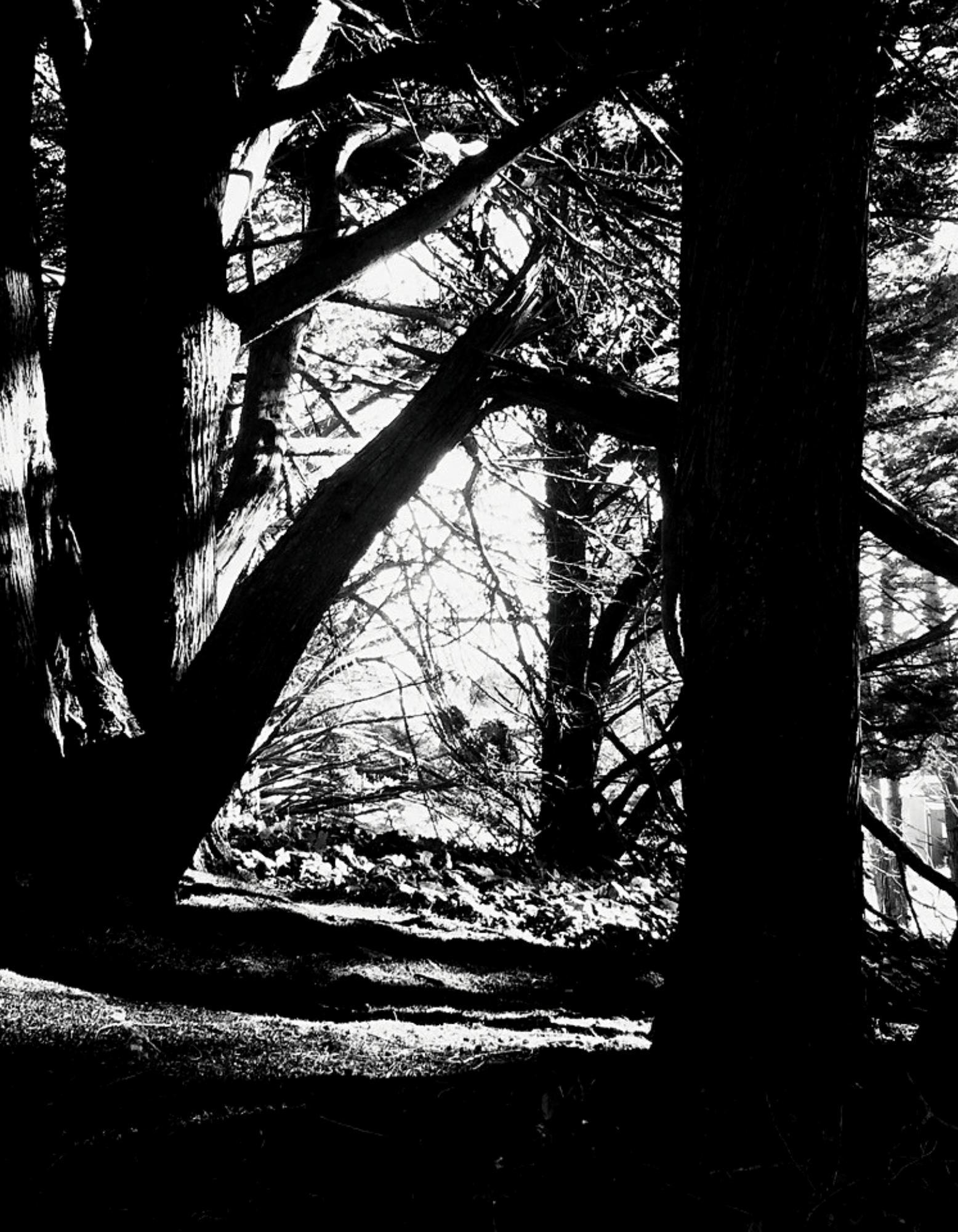 merinating in shadows