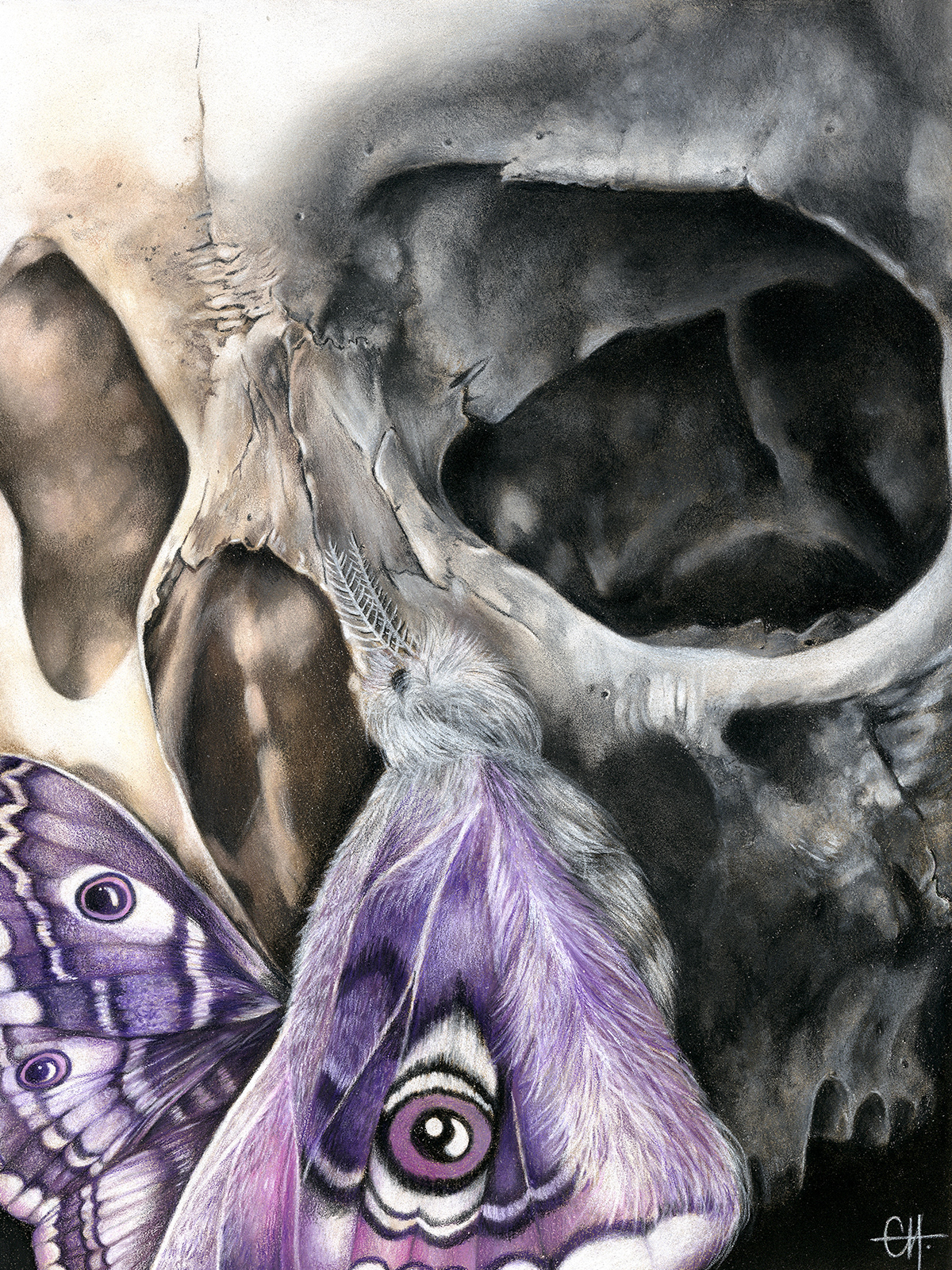 THE EMPEROR - Pastel and Colored Pencil on Pastelmat Paper - 30cm x 40cm -2020