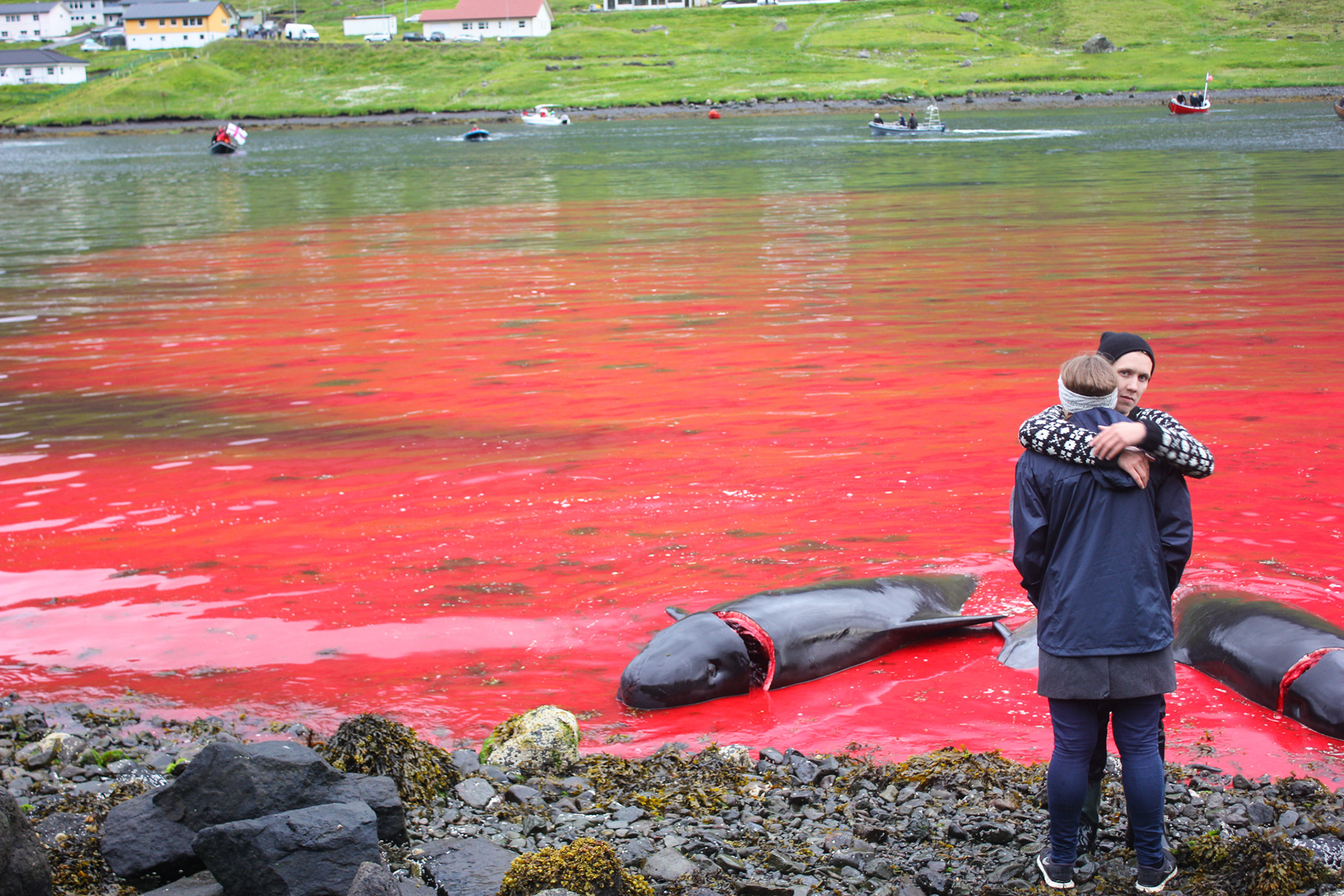 PILOT WHALE KILLINGS, FAROE ISLANDS