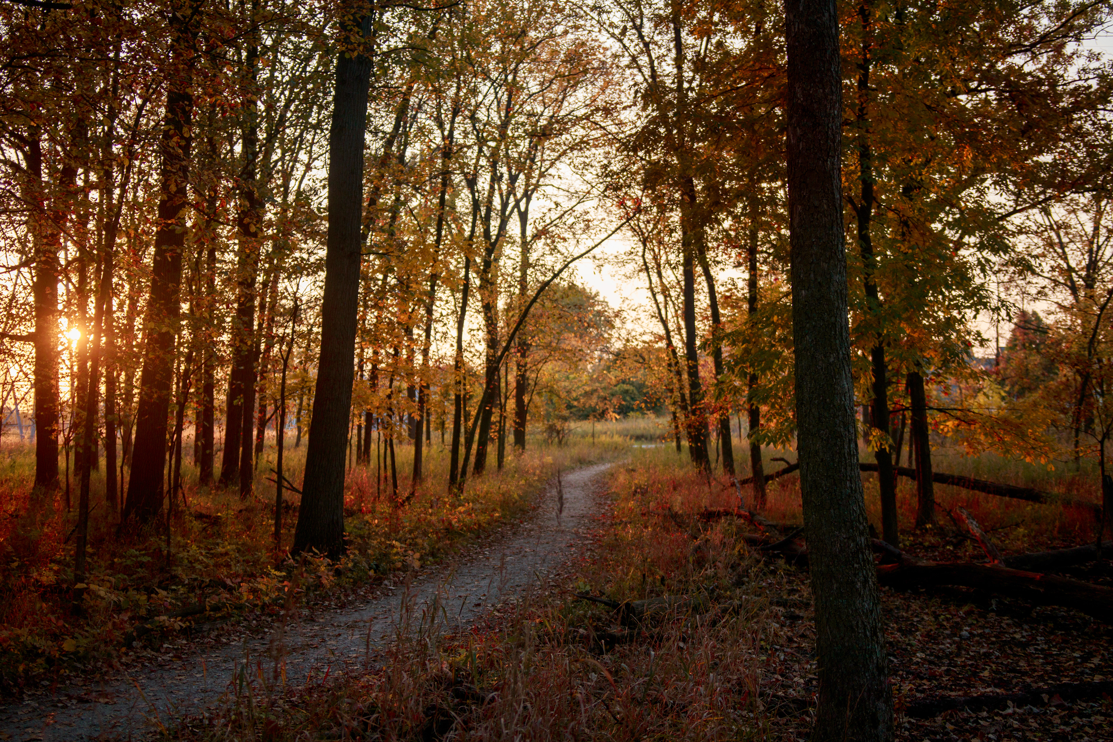 Fall
