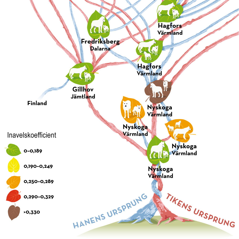 Stamträd vargar. Kund: Naturskyddsföreningen