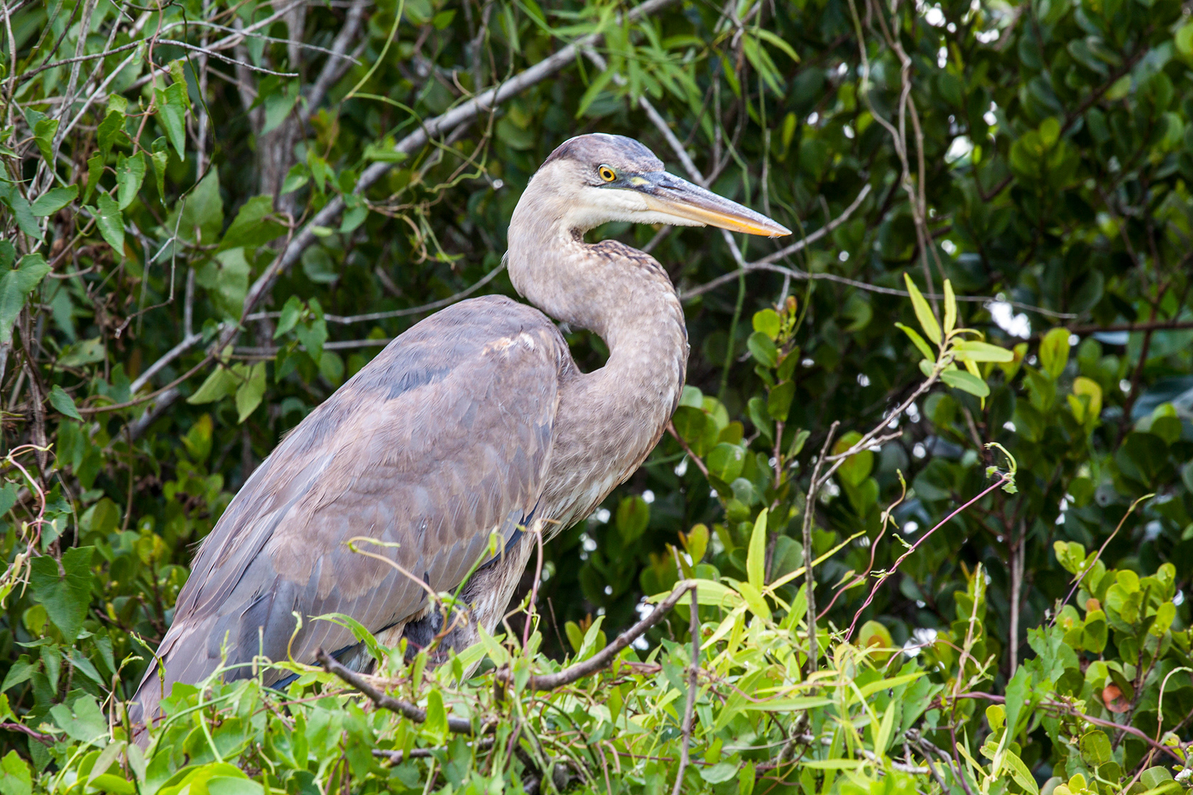 Grey Heron