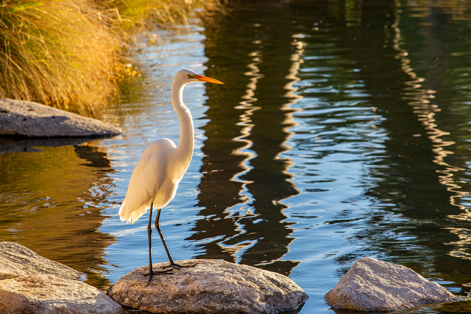 Egret