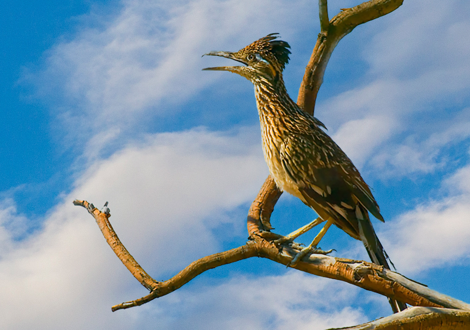 Roadrunner