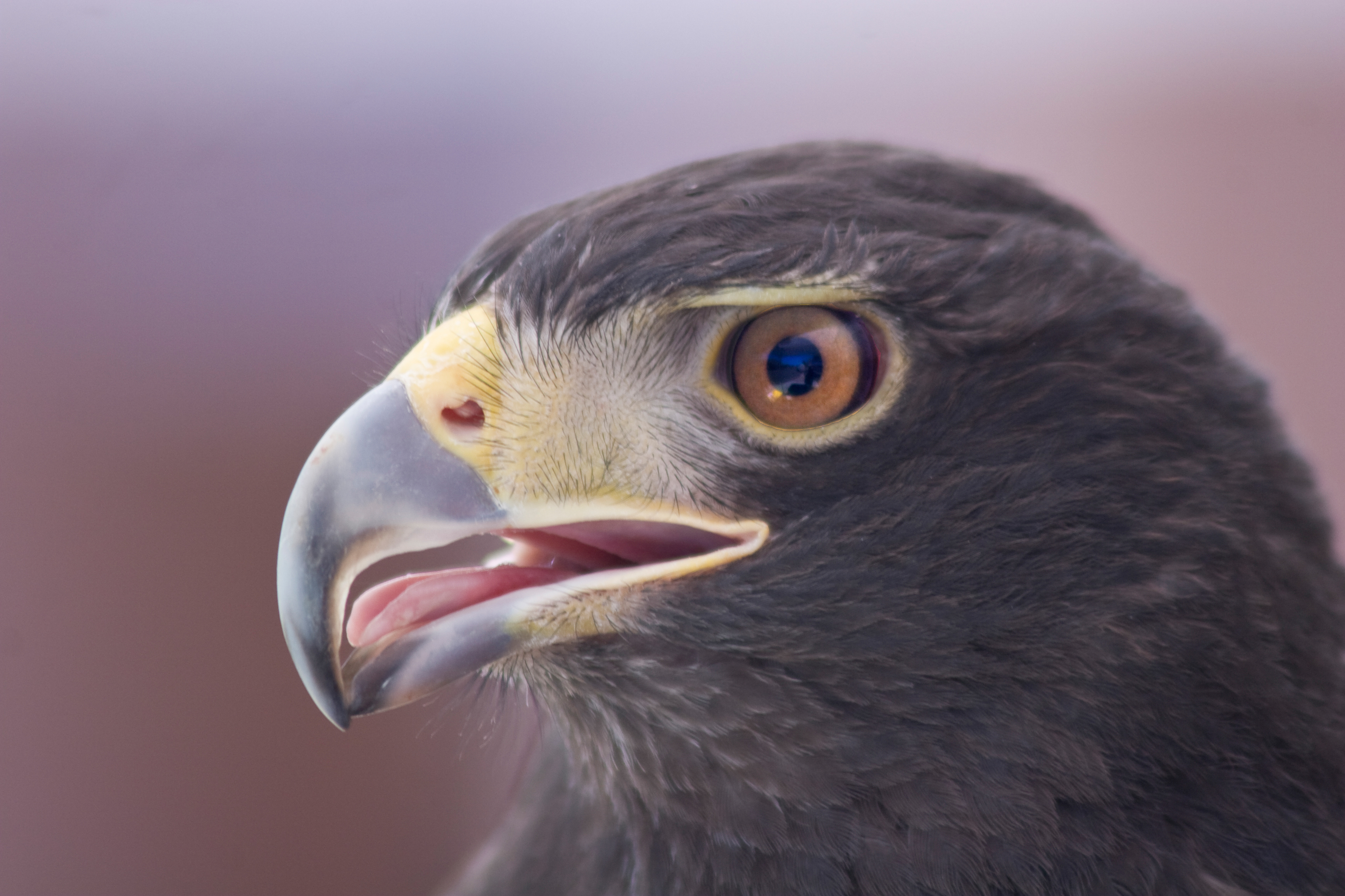 Harris Hawk