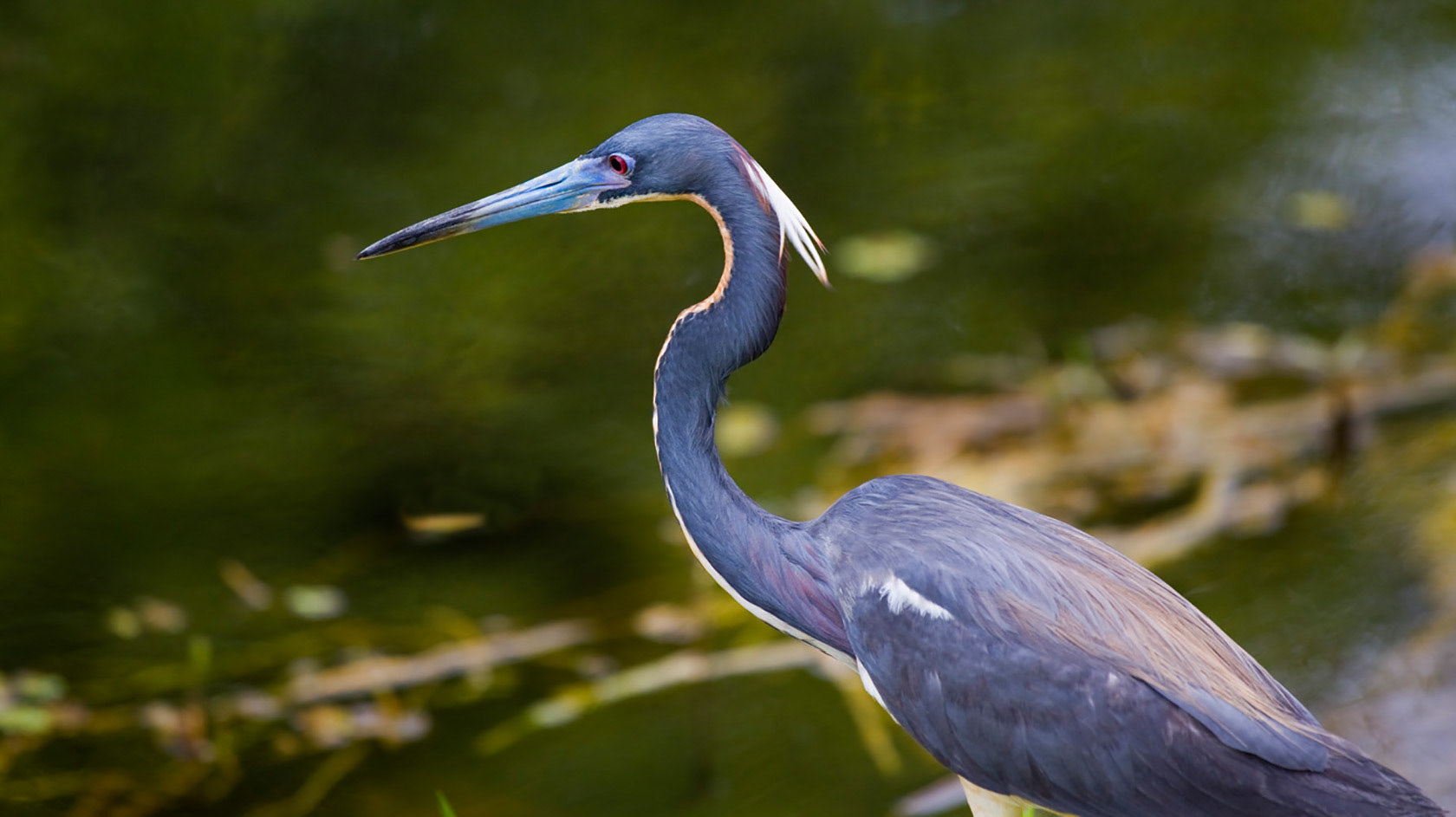 Great Blue Heron