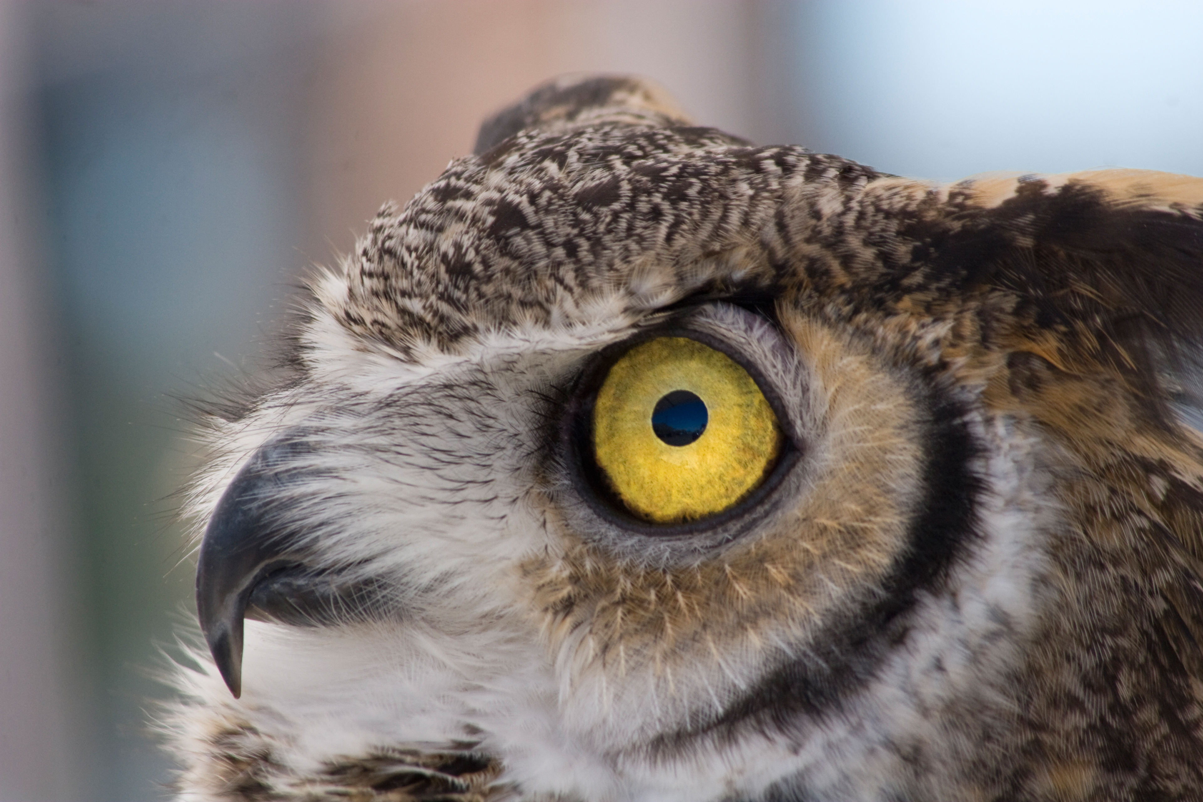 Horn Owl