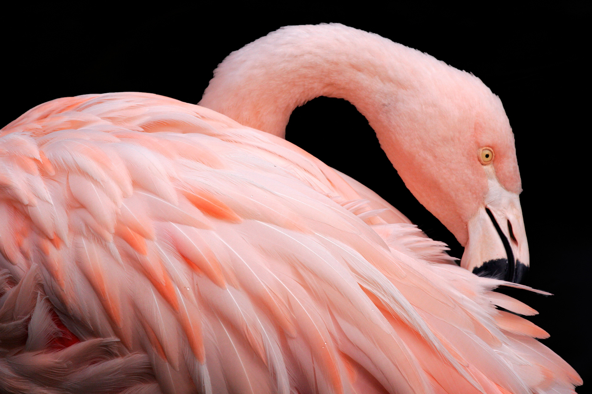 Flamingo