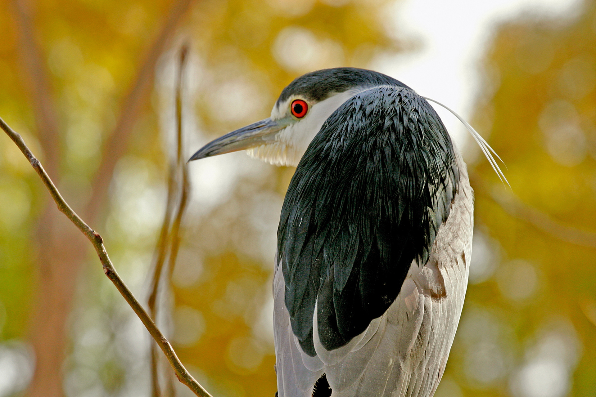 Black Crowned Night Heron