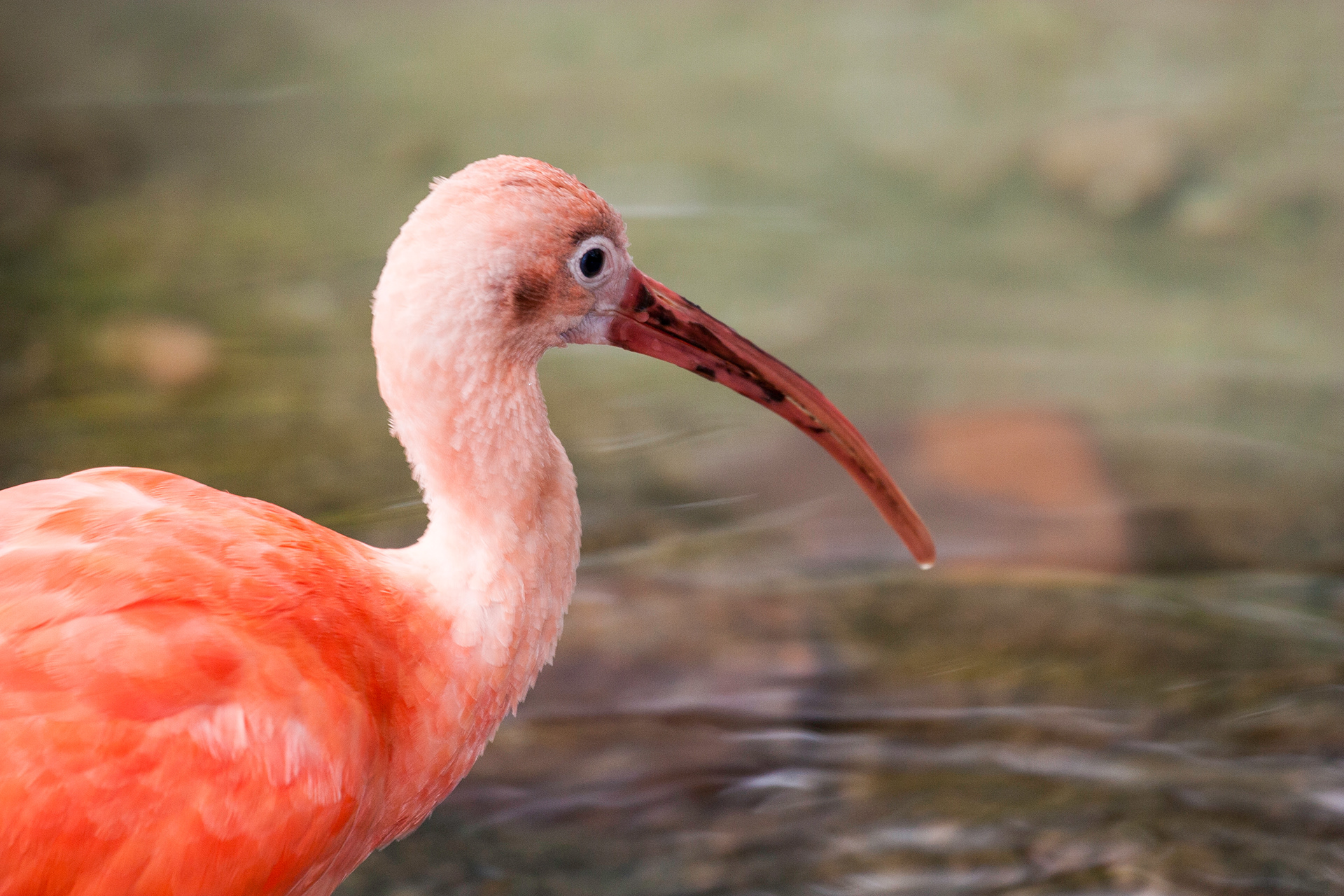 Pink Ibis