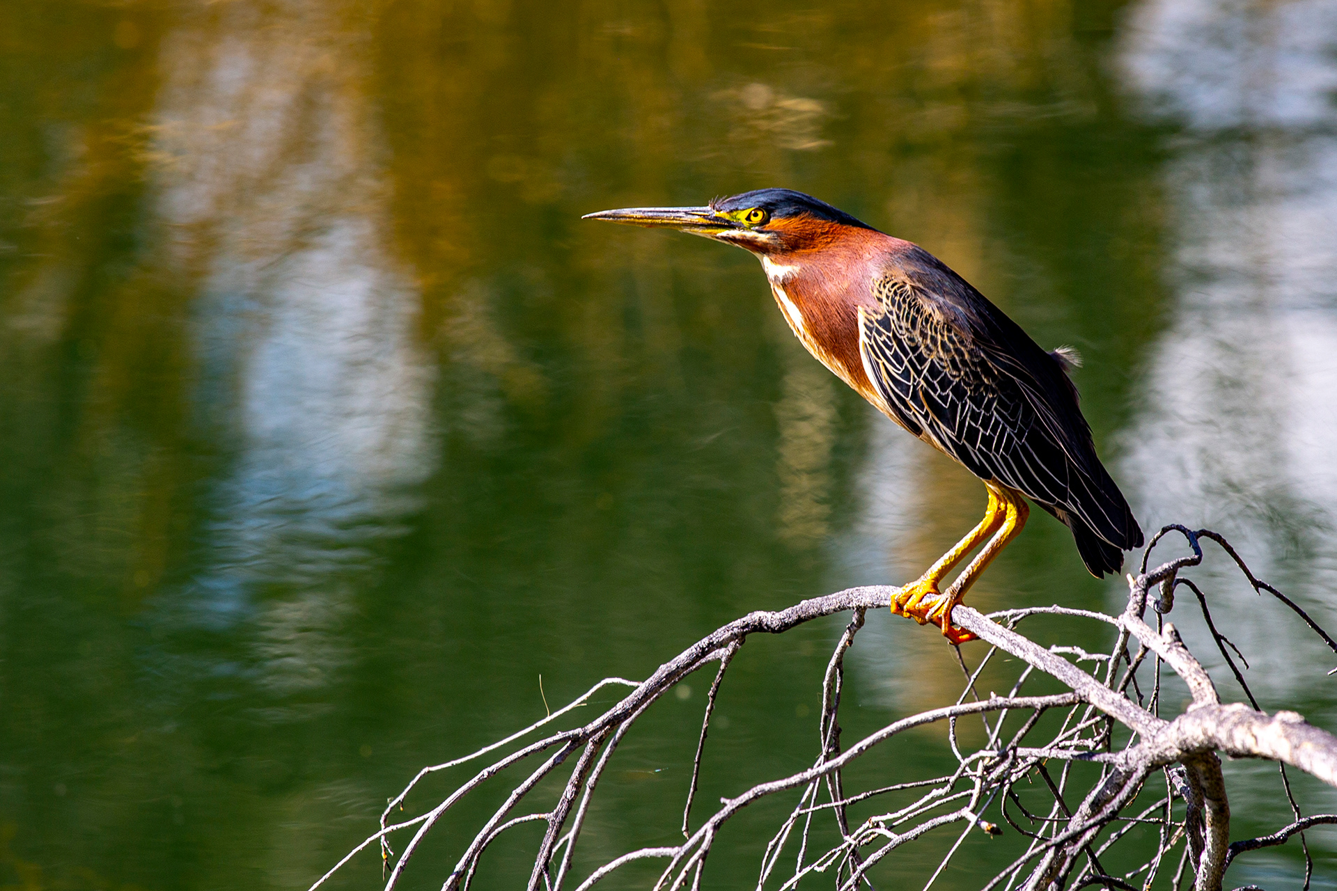 Green-Heron