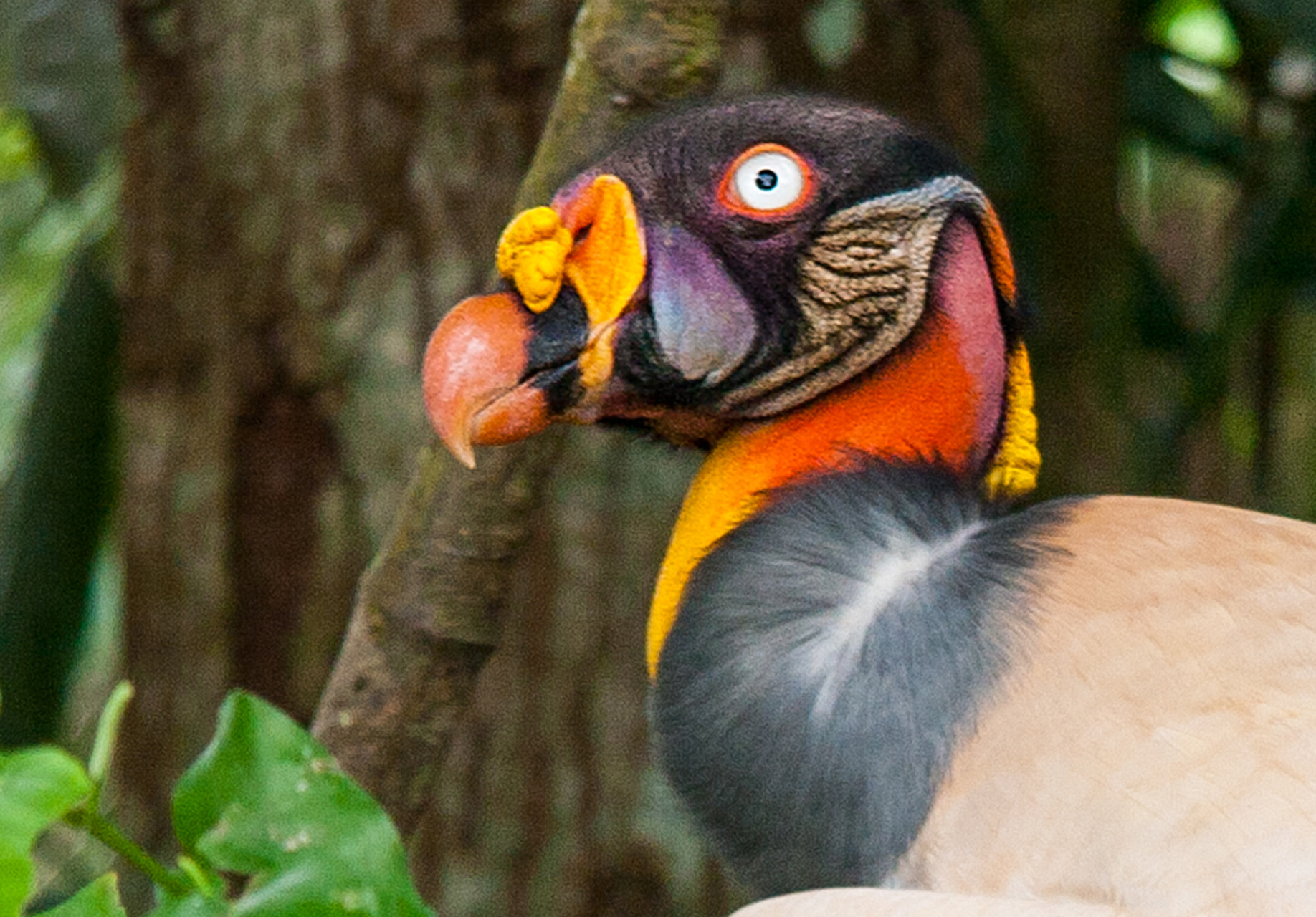 King Vulture