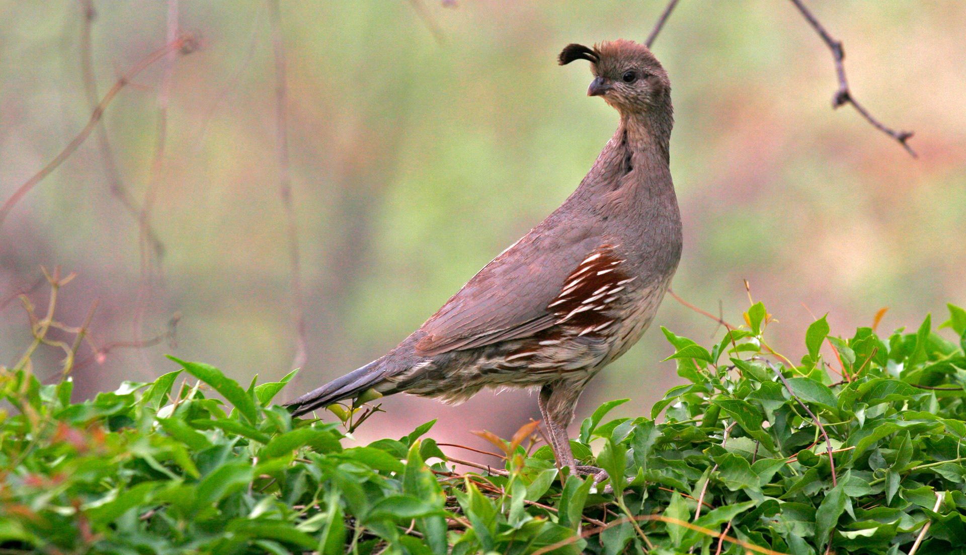 Gambel's Quail